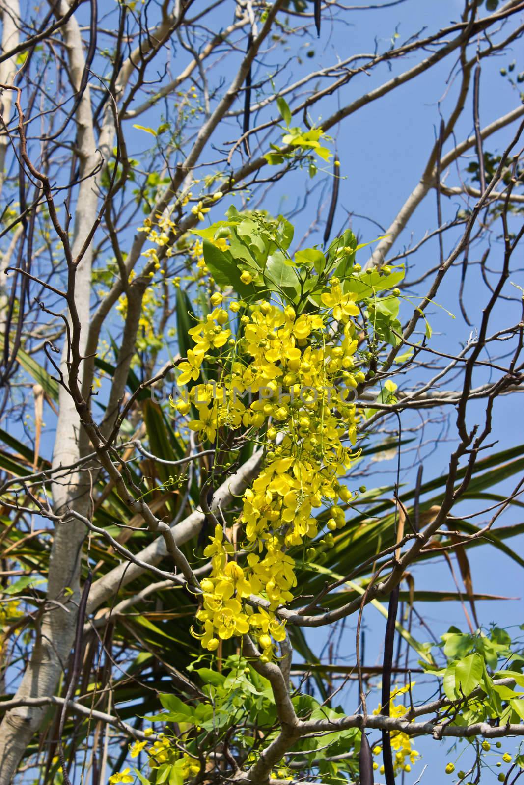 Golden Flower or Cassia Fistula, national flower of Thailand by kurapy