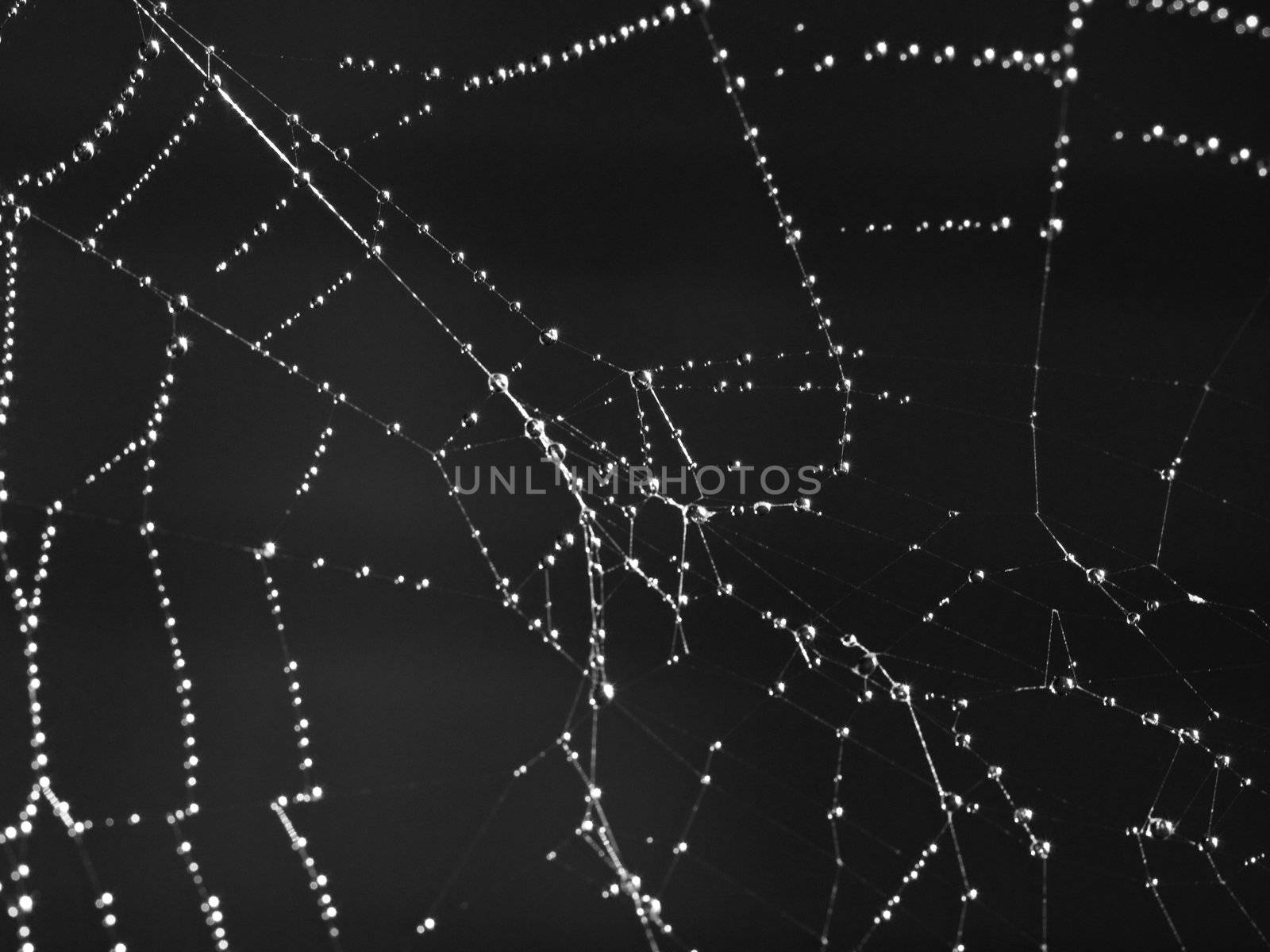 Spider Web Covered with Sparkling Dew Drops