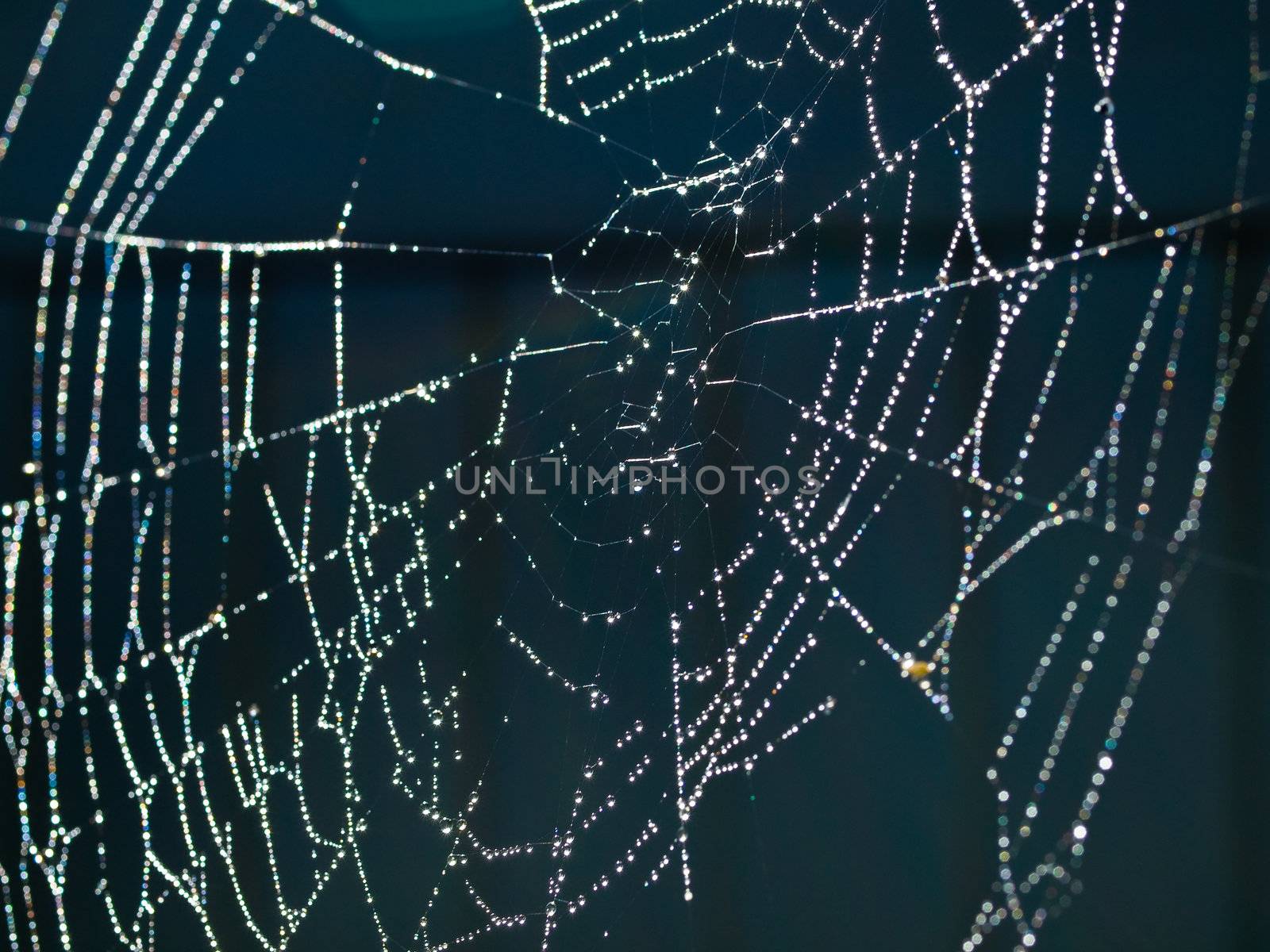 Spider Web Covered with Sparkling Dew Drops