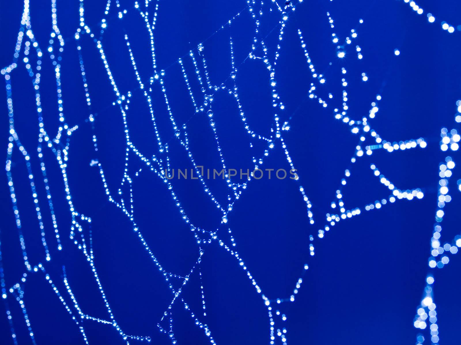 Bluetone Spider Web Abstract with Sparkling Dew Drops Selective Focus