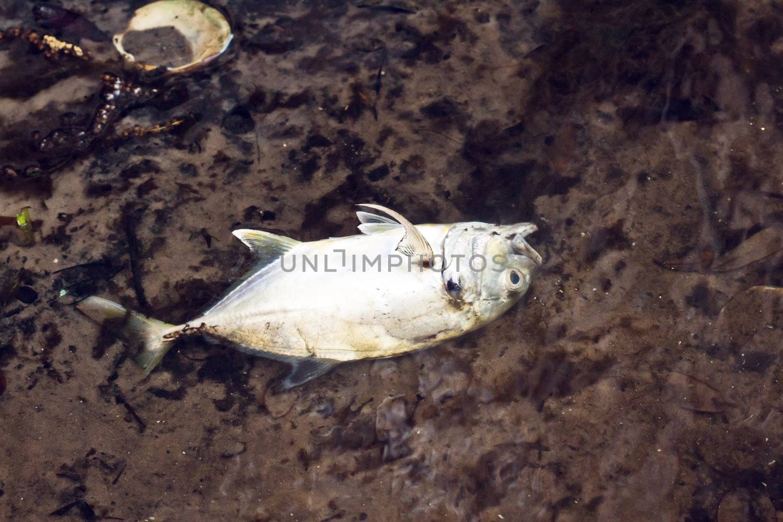 Close up picture of a dead fish in the water