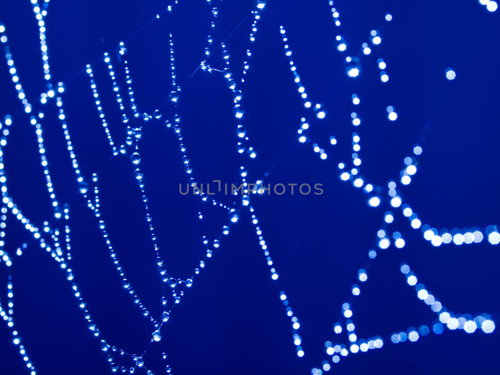 Bluetone Spider Web Abstract with Sparkling Dew Drops Selective Focus