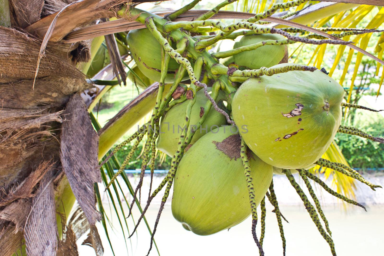 Coconut on the tree.The fruits that have health benefits.