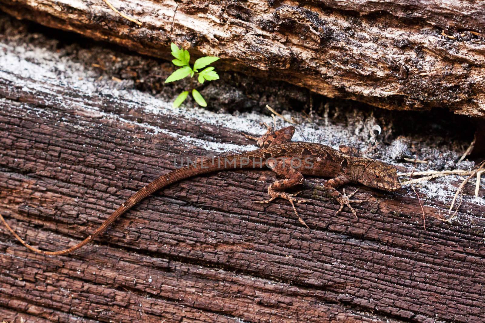 close up picture of a lizard on the wood