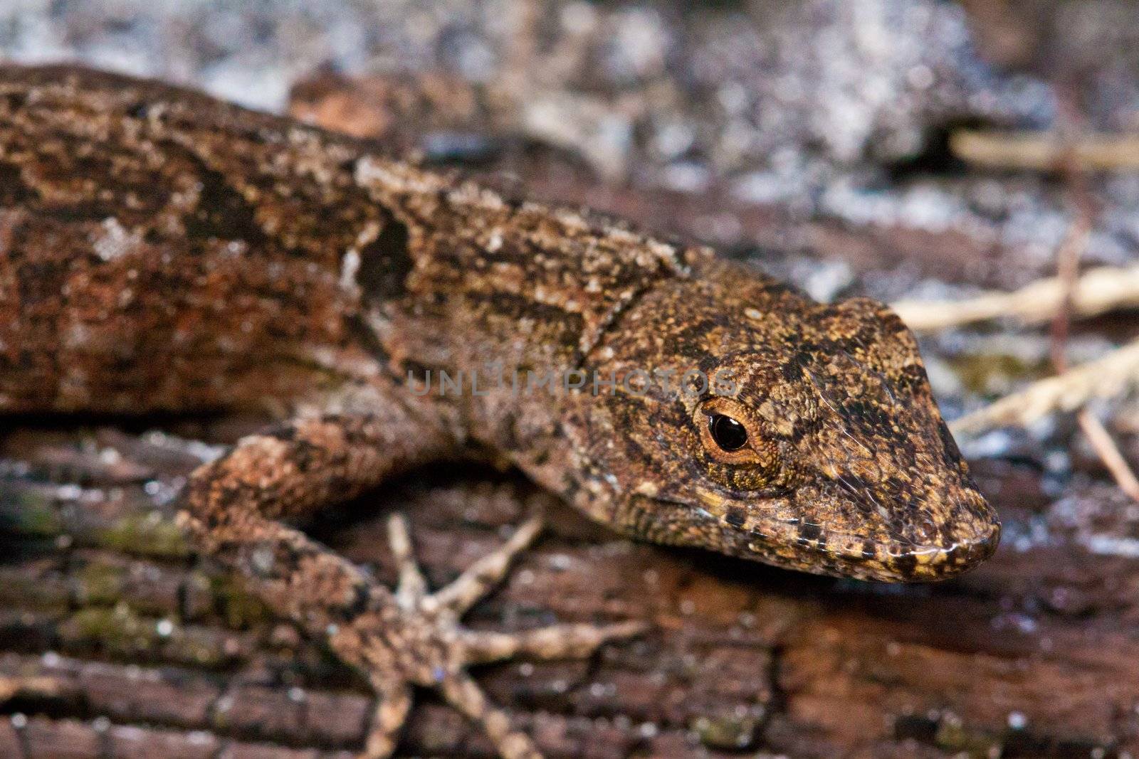 close up picture of a lizard on the wood