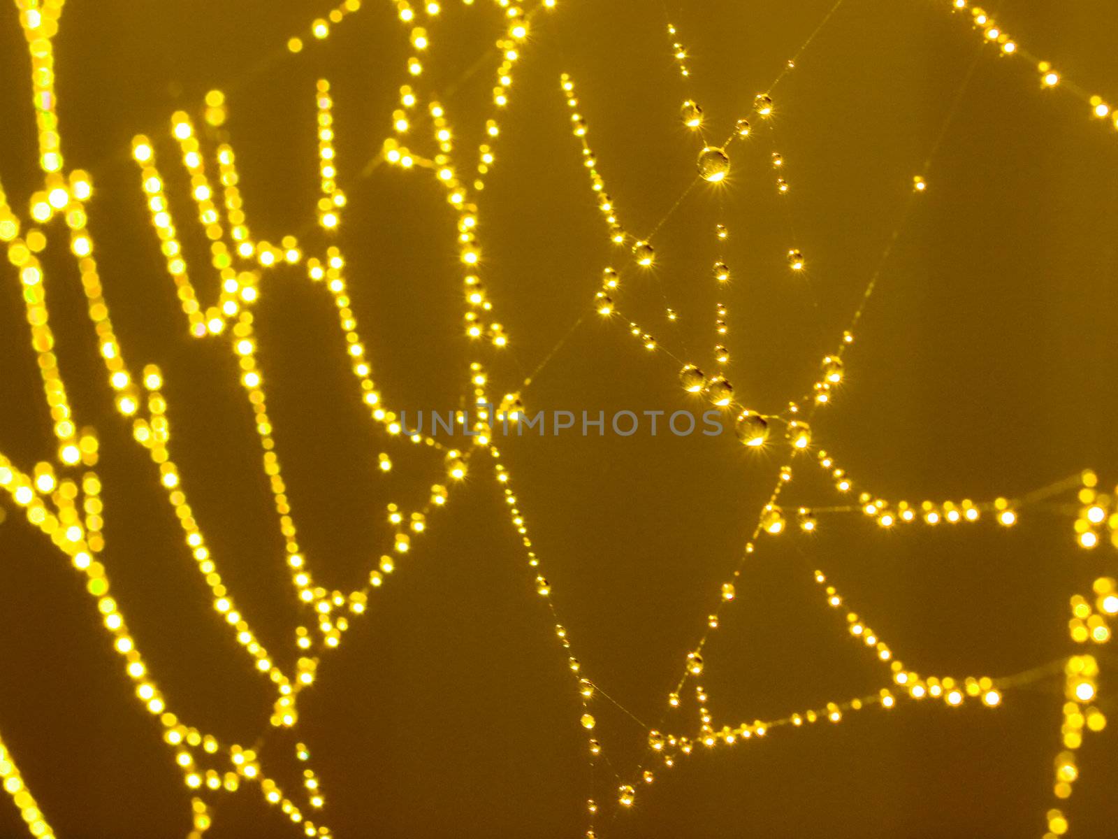 Goldtone Spider Web Abstract with Sparkling Dew Drops Selective Focus