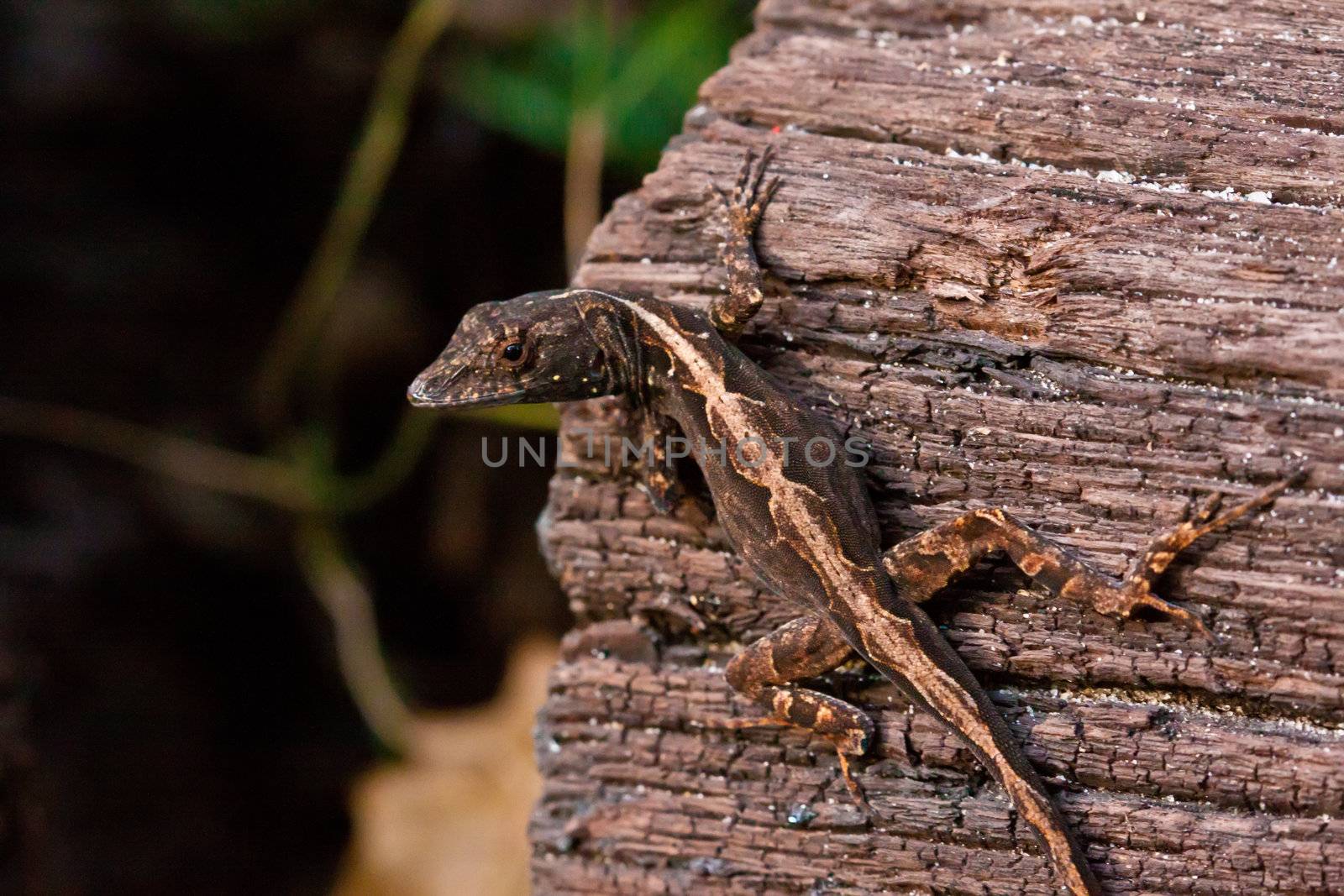 close up picture of a lizard on the wood