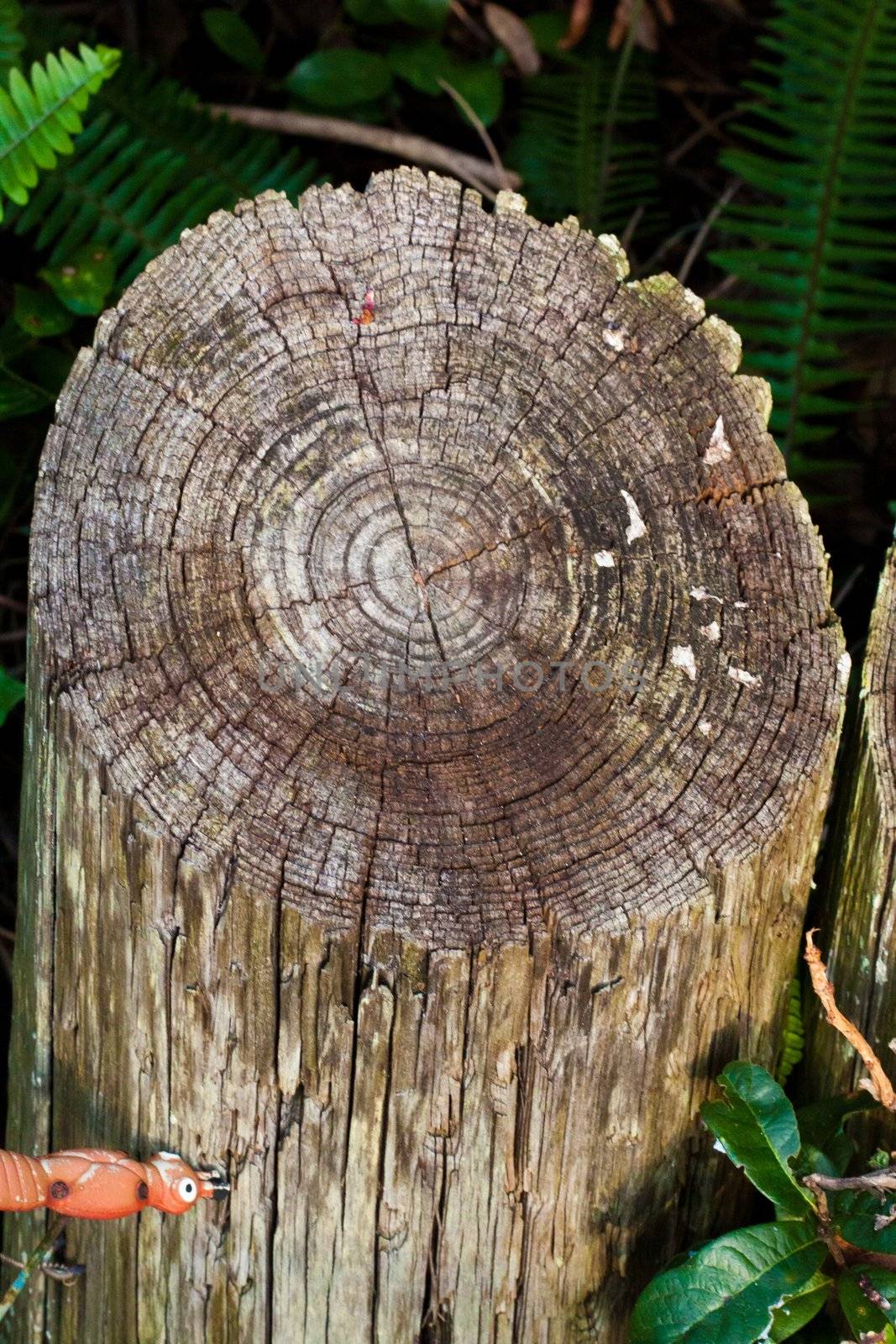 rounded wooden texture outdoors in the garden 