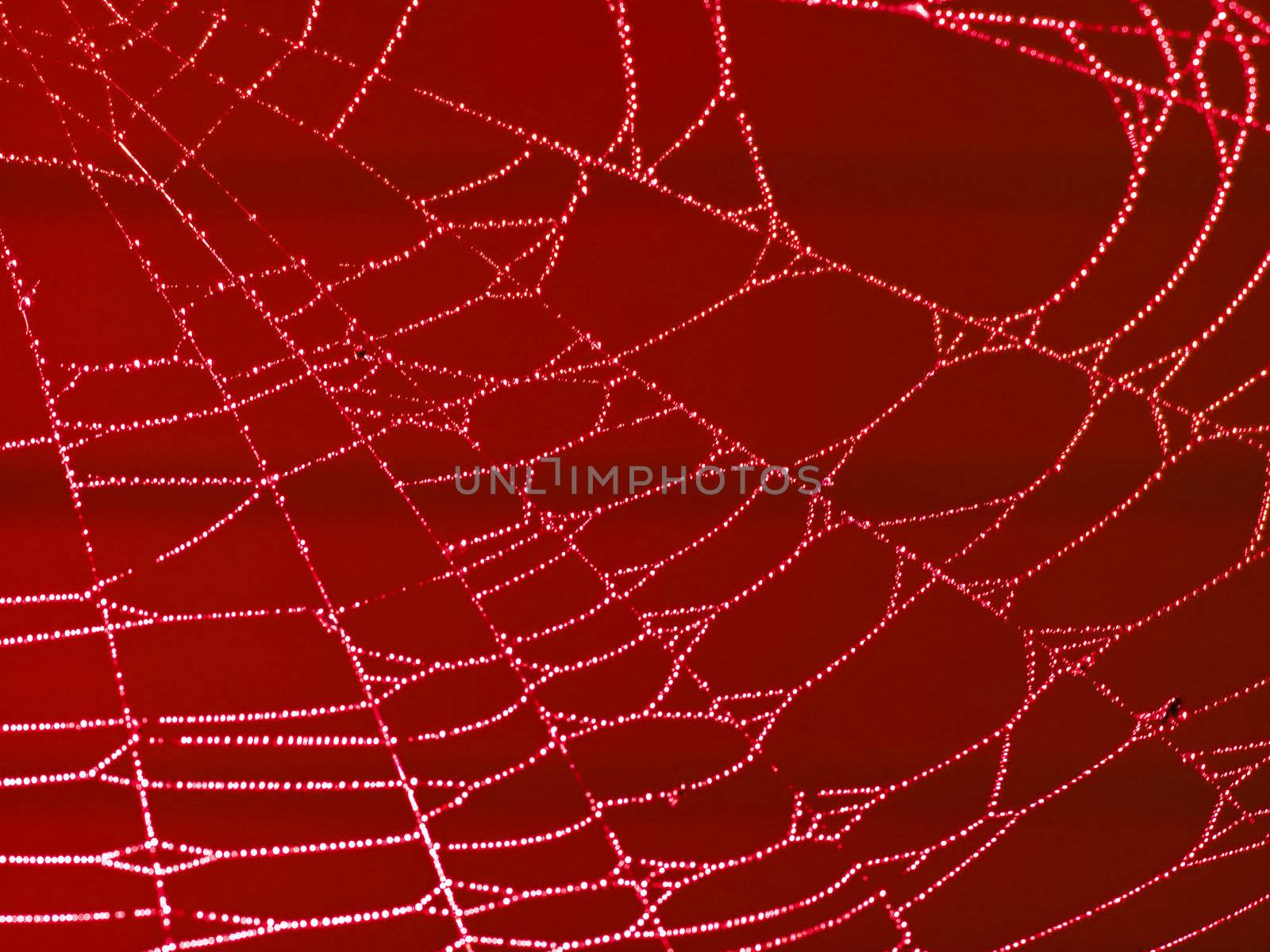 Redtoned Spider Web Covered with Sparkling Dew Drops