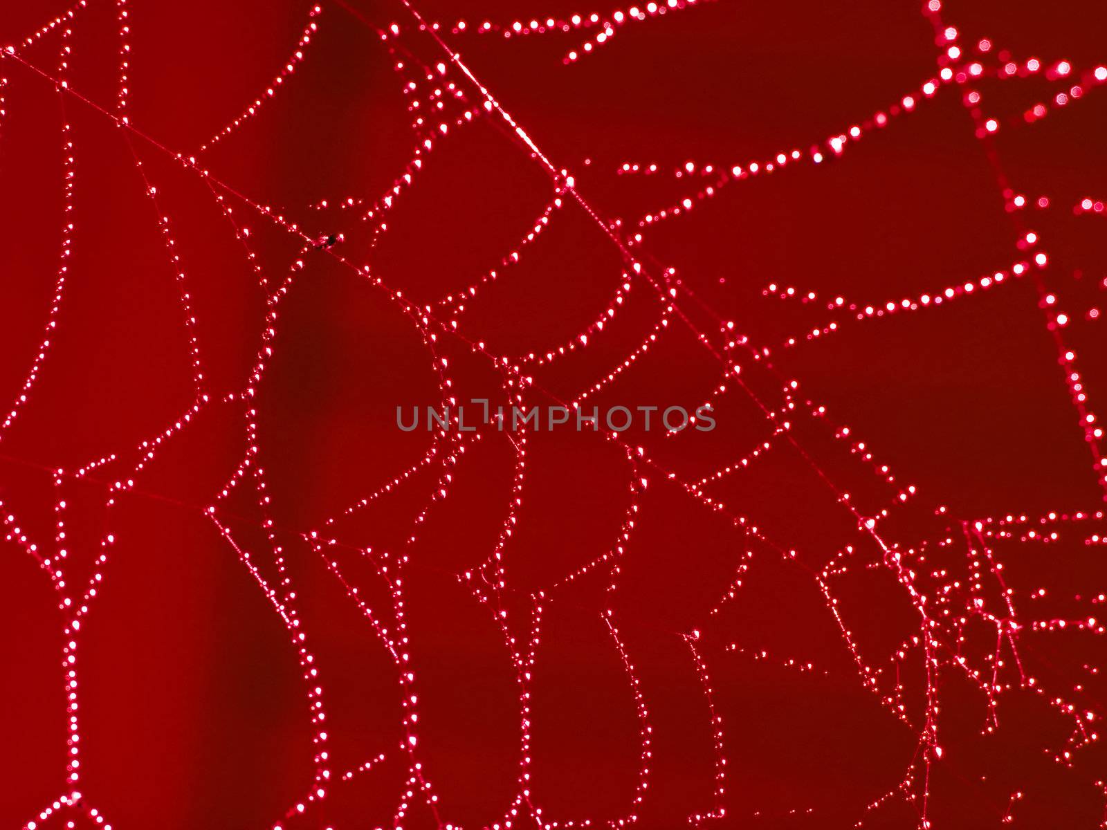 Redtoned Spider Web Covered with Sparkling Dew Drops