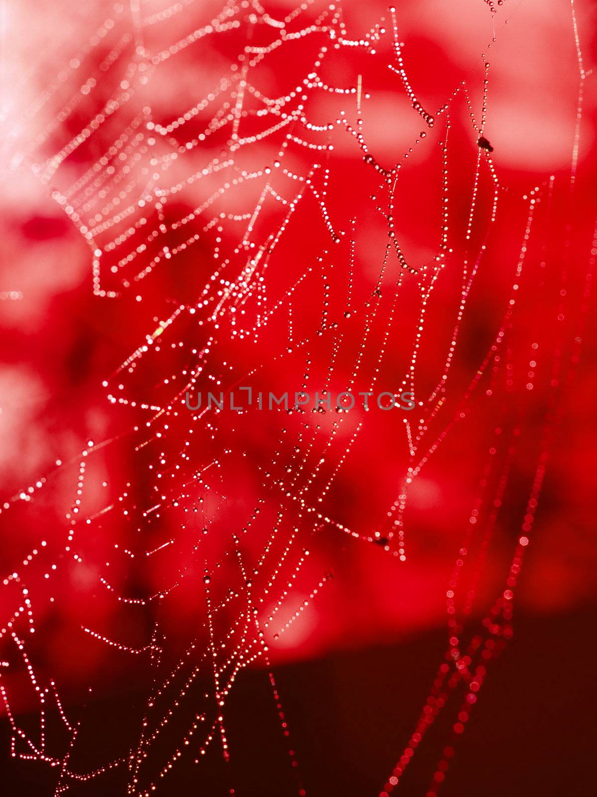 Redtoned Spider Web Covered with Sparkling Dew Drops