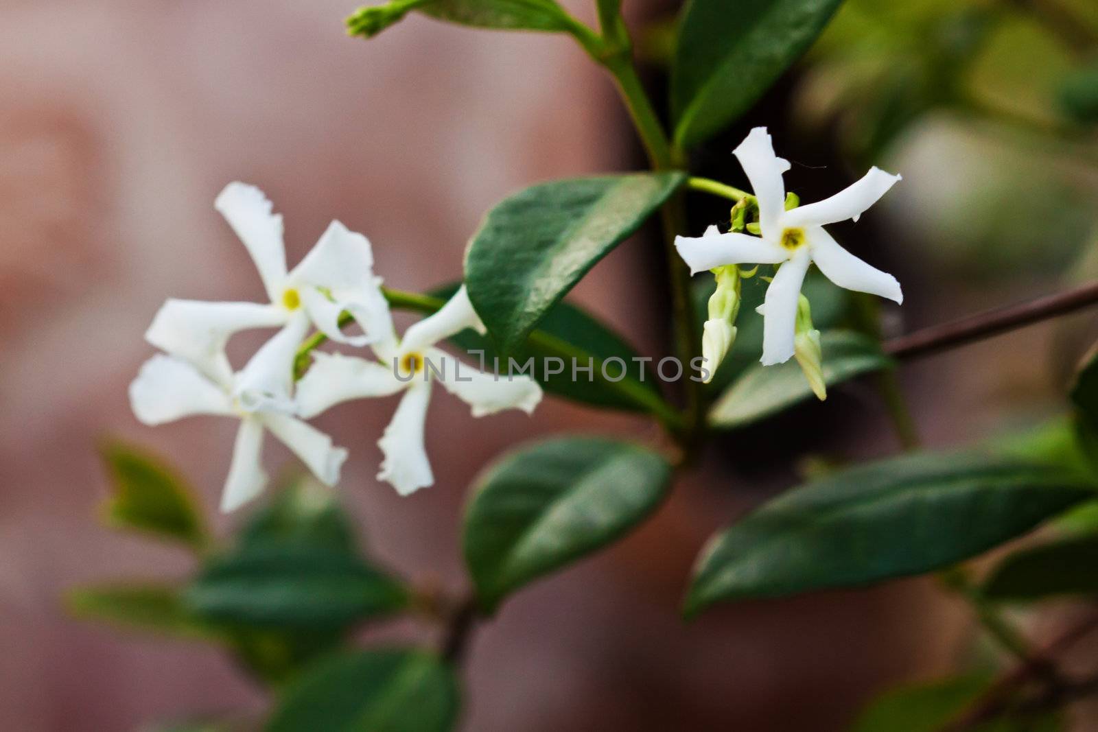 Close up of a wild white Star Jasmine