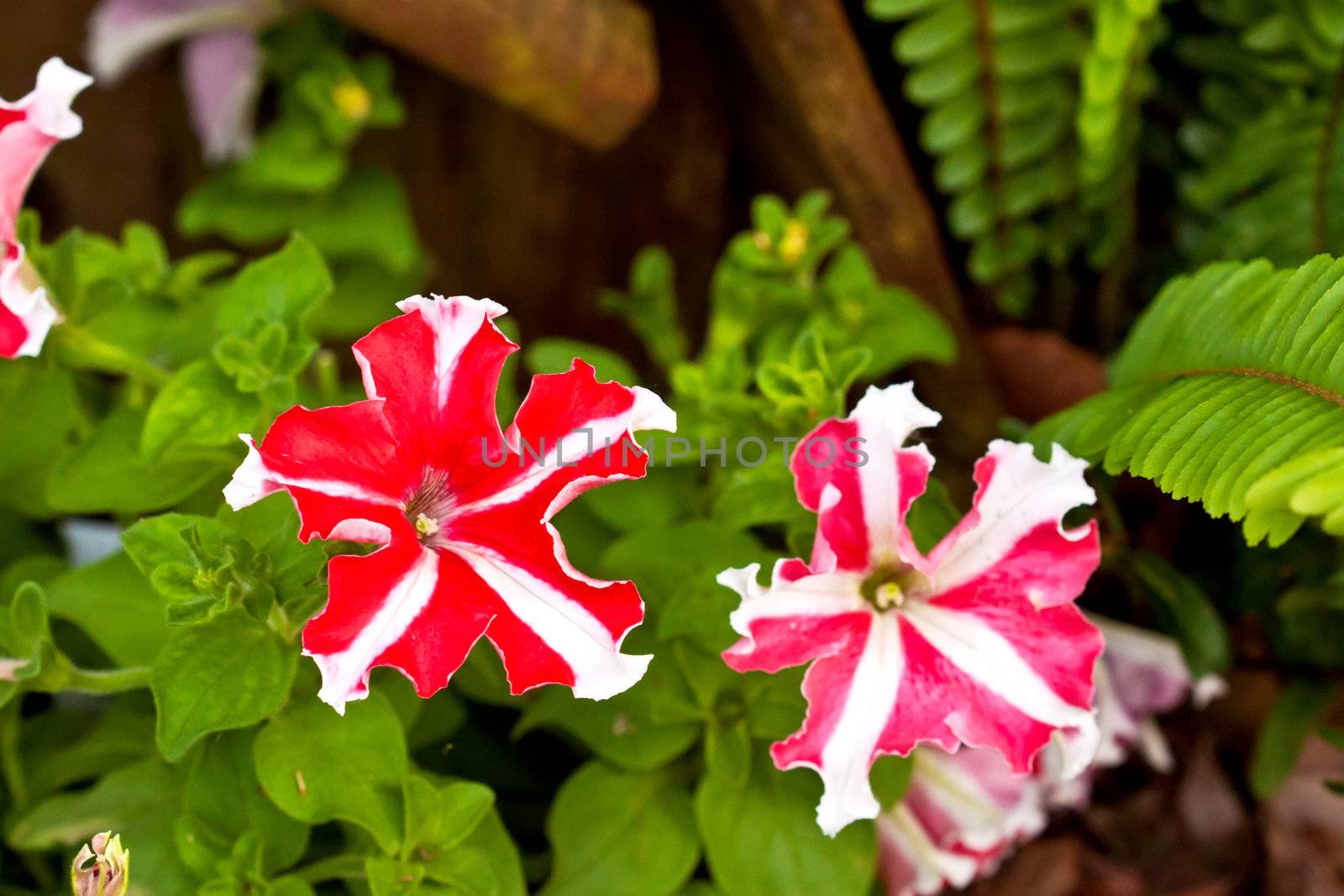 Red Star Petunia by oneinamillion