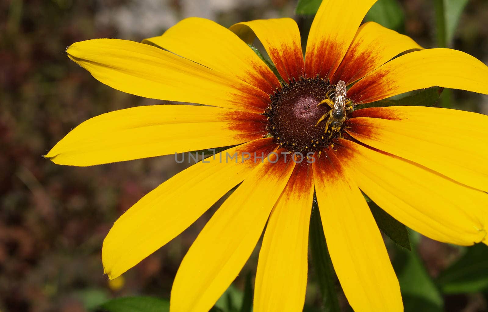 Honeybee on a Sunflower