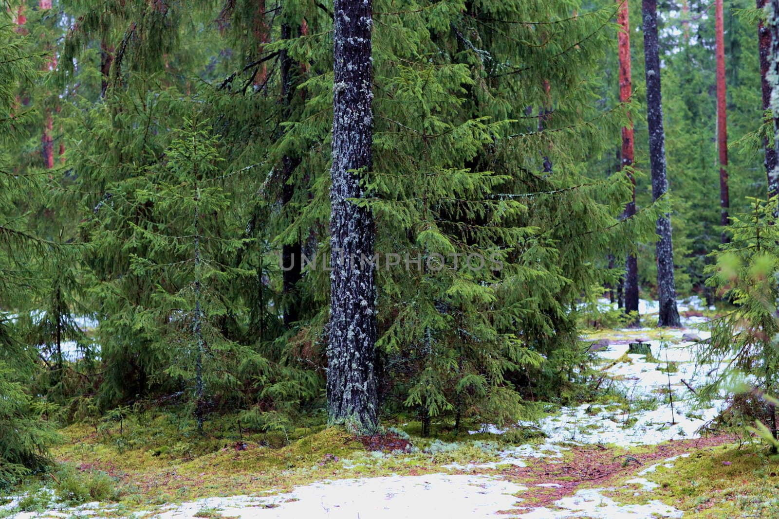 pine forest