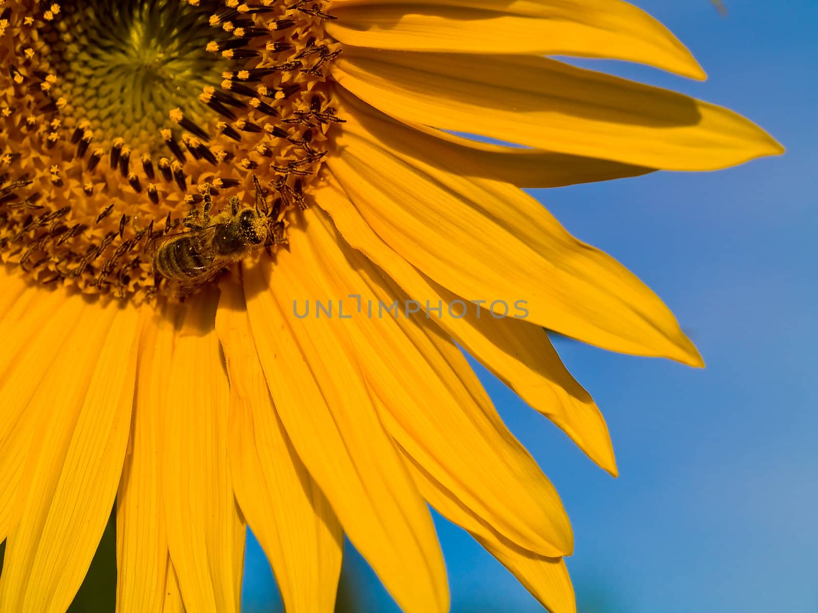 Honeybee Covered in Pollen in a Sunflower