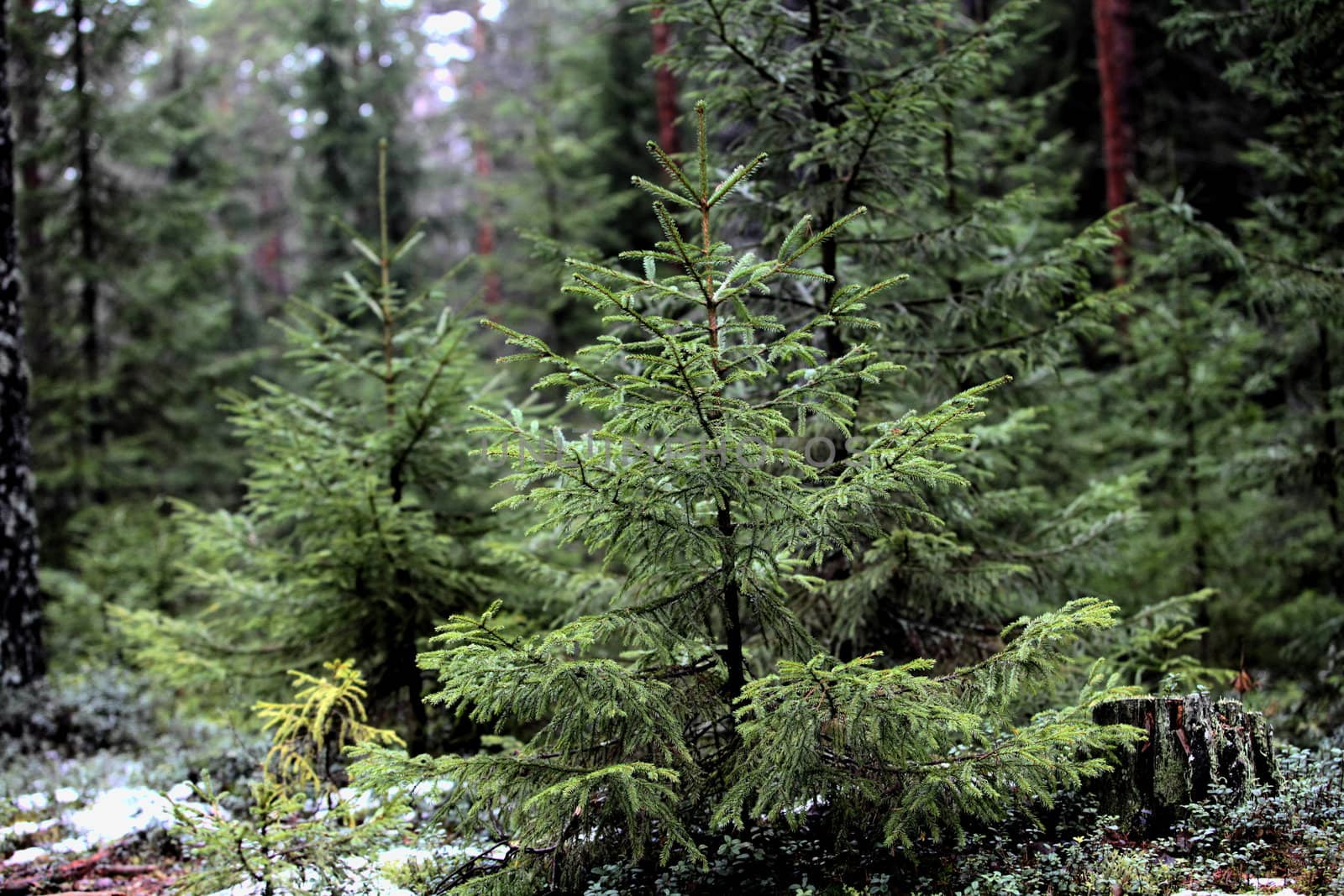 fir-tree