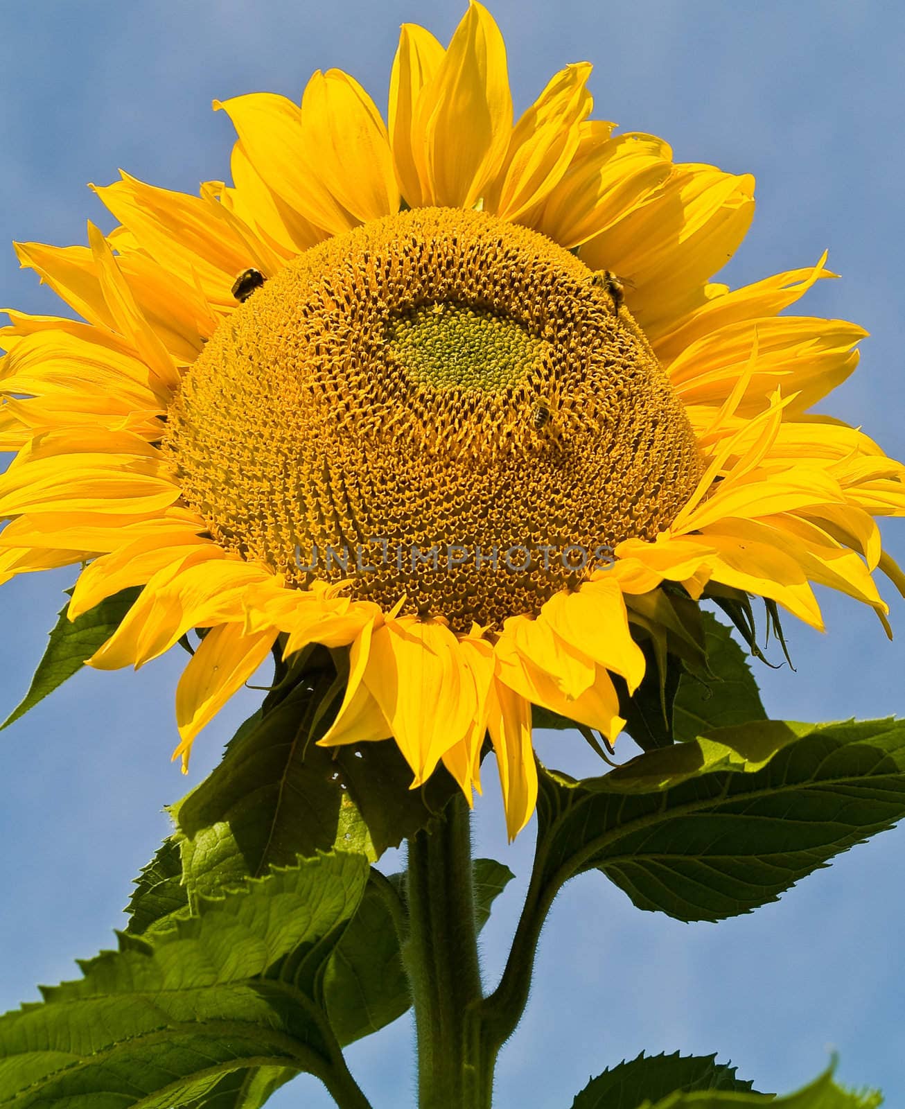 Honeybee Covered in Pollen in a Sunflower