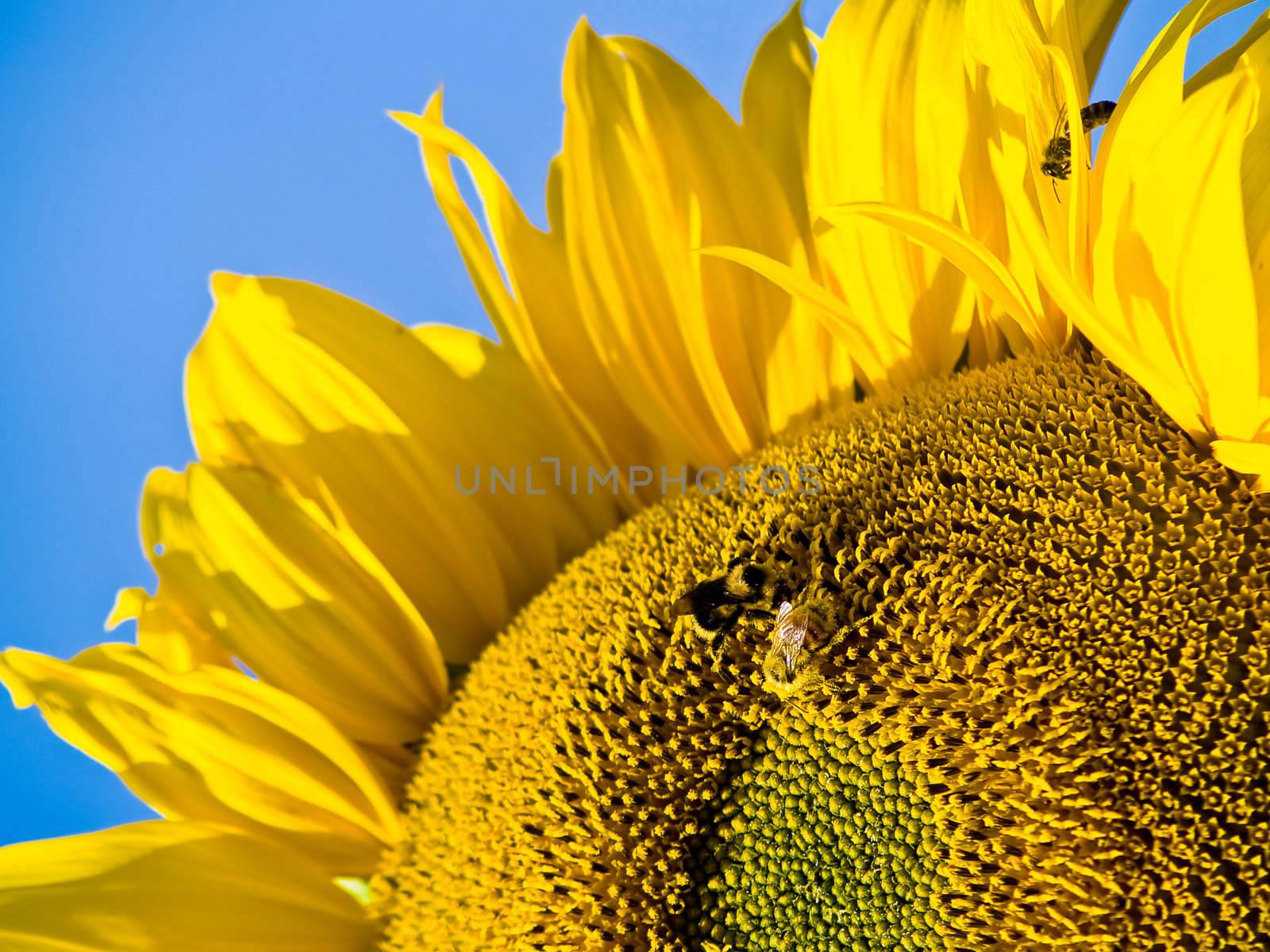 Honeybee Covered in Pollen in a Sunflower