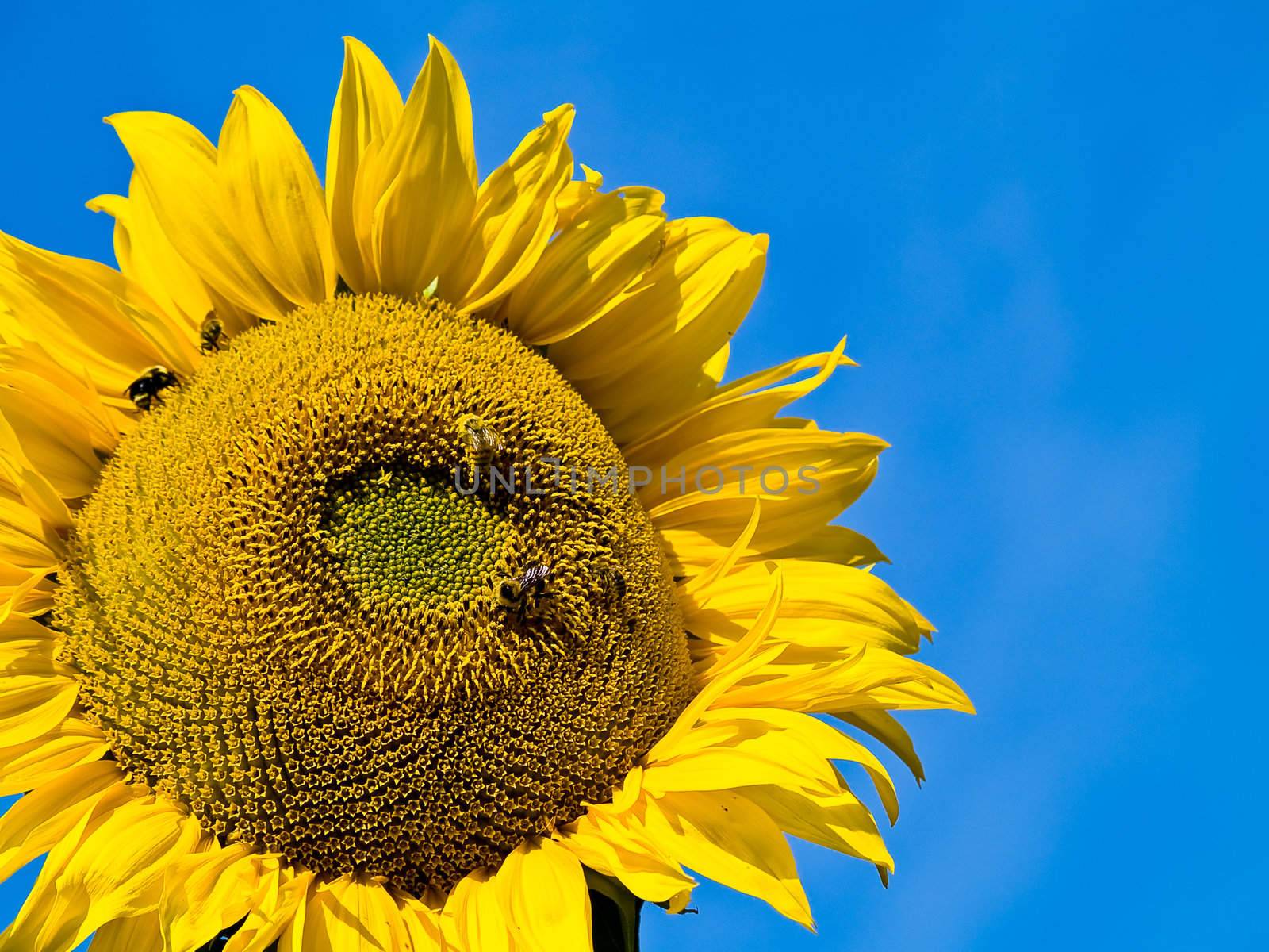 Honeybee Covered in Pollen in a Sunflower
