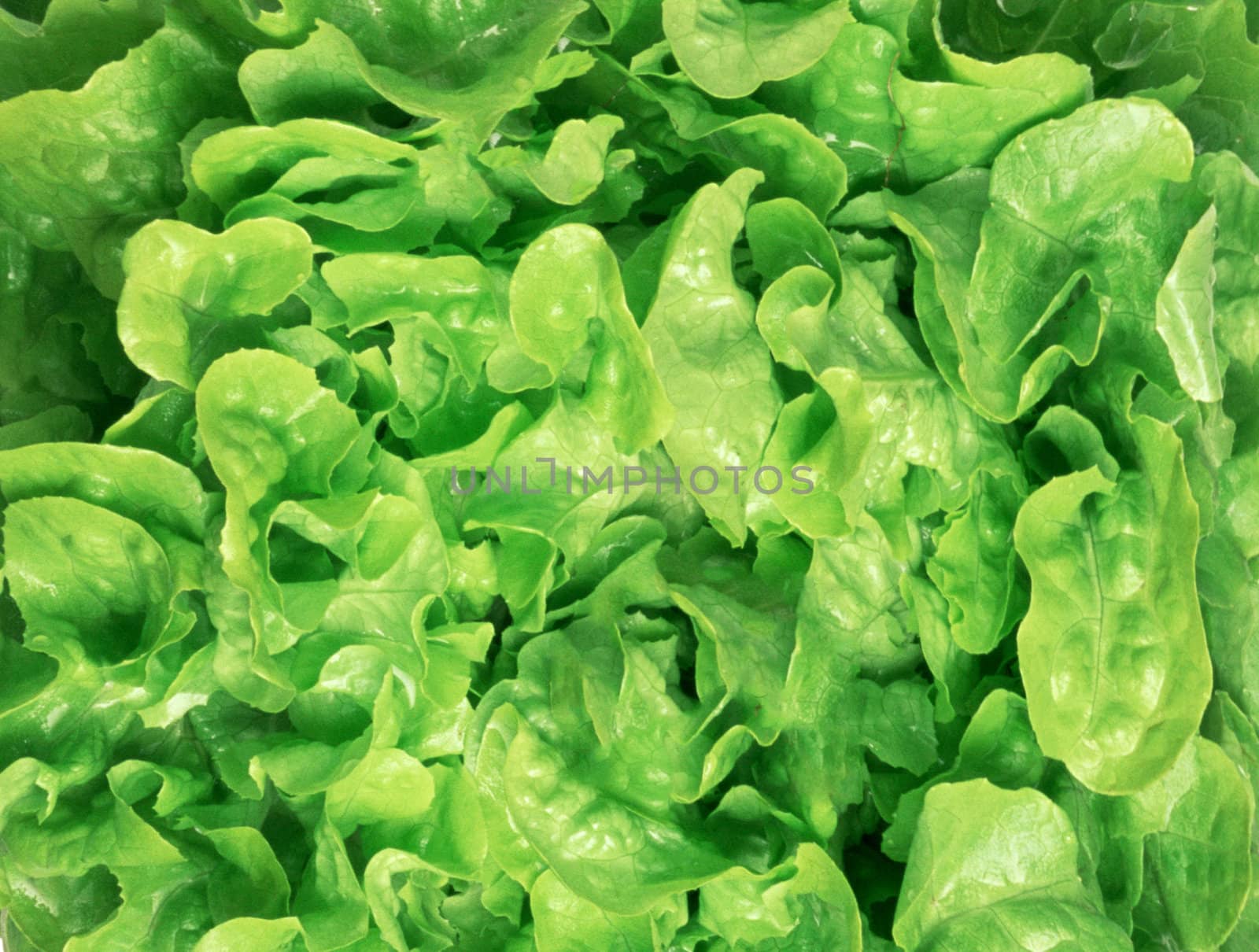 fresh green salad macro close up for you