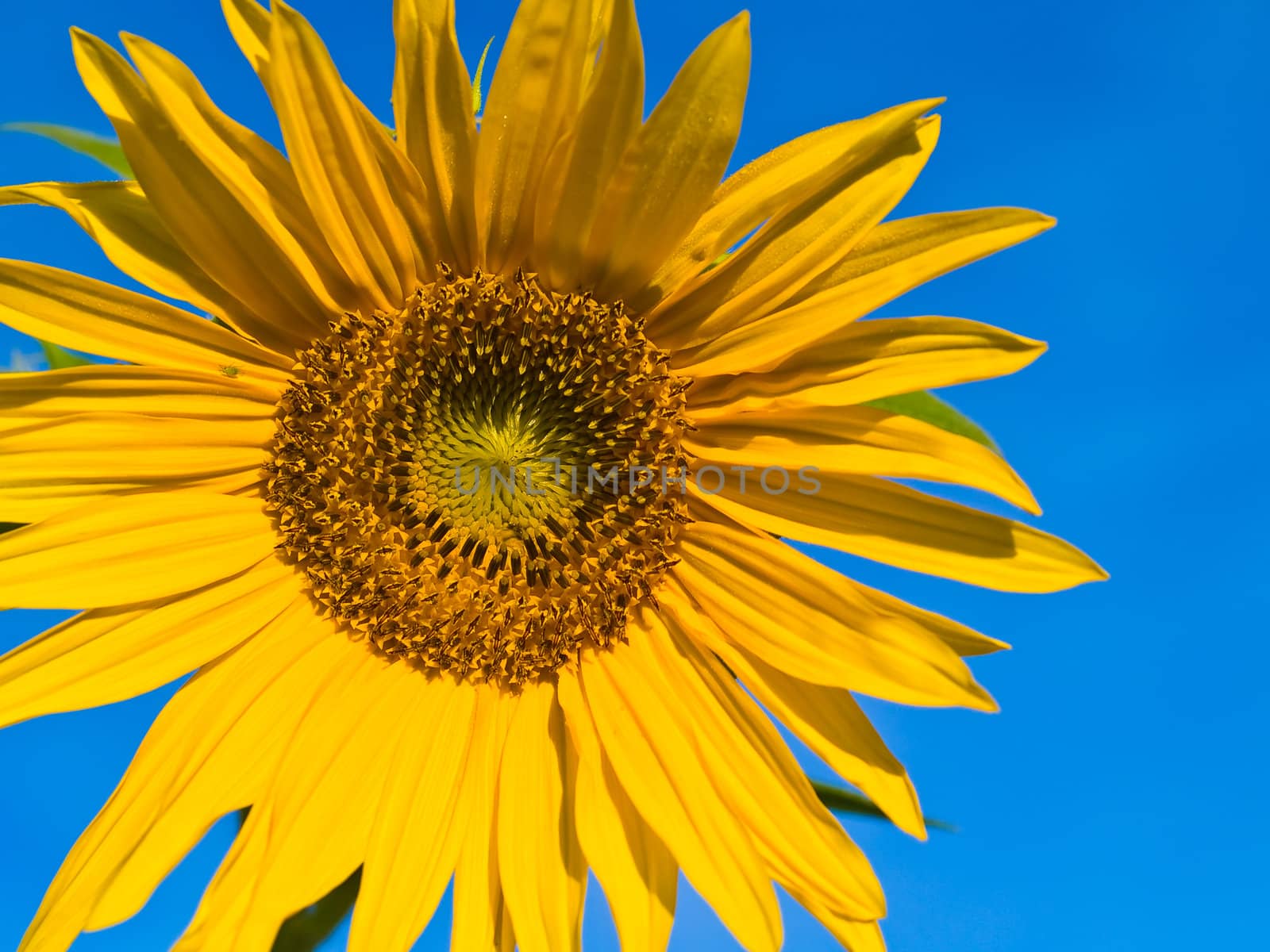 Yellow Sunflower closeup against a blue cloudless sky. 