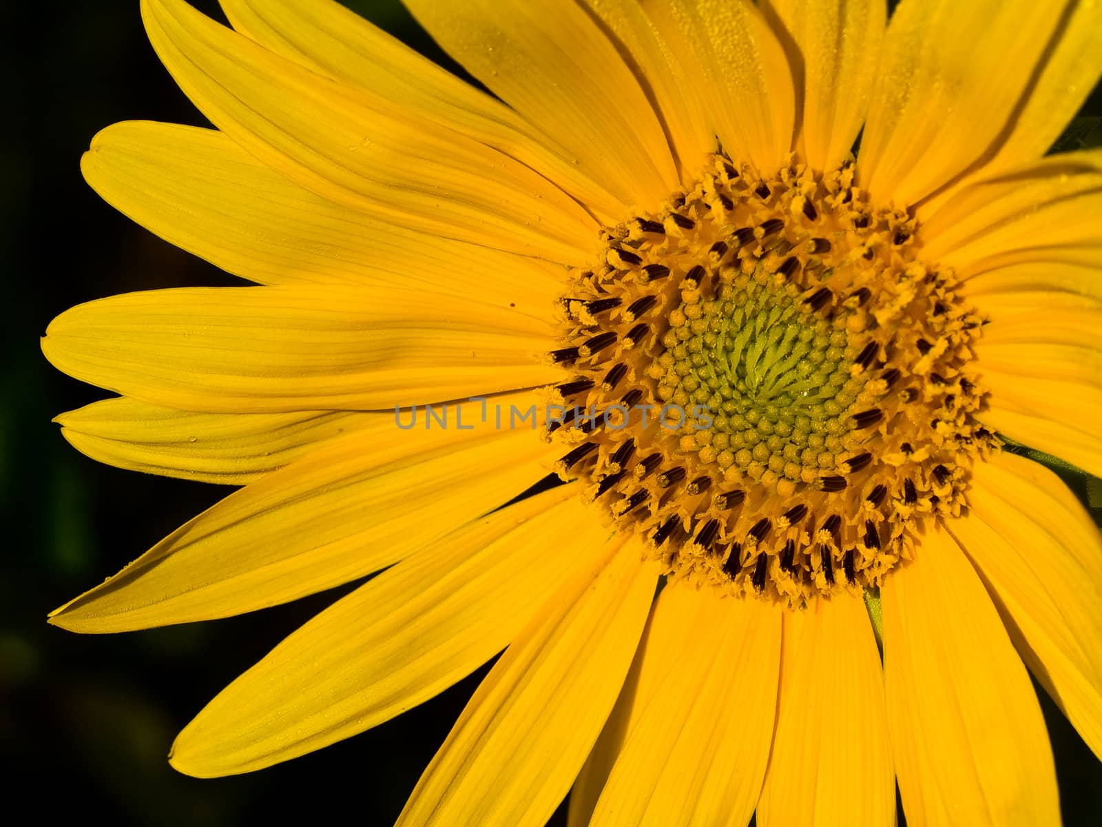 Yellow Sunflower closeup against a blue cloudless sky. 