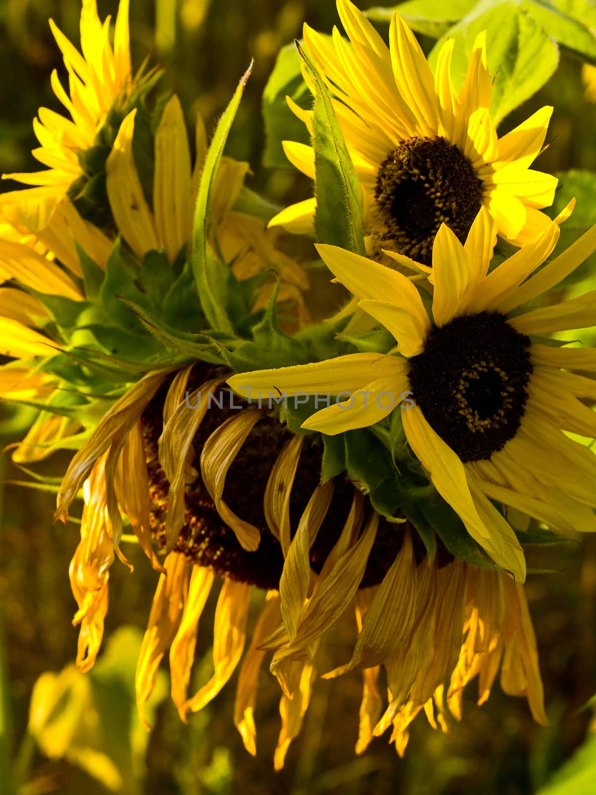 Yellow Sunflower closeup against a blue cloudless sky. 