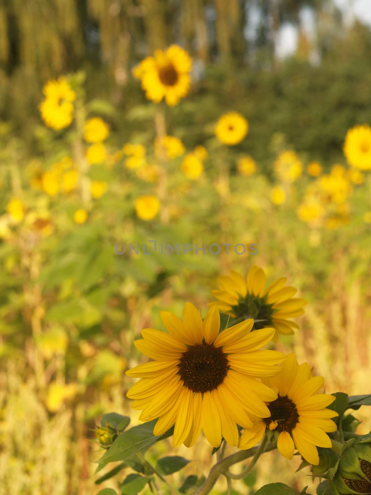 Yellow Sunflower closeup against a blue cloudless sky. 