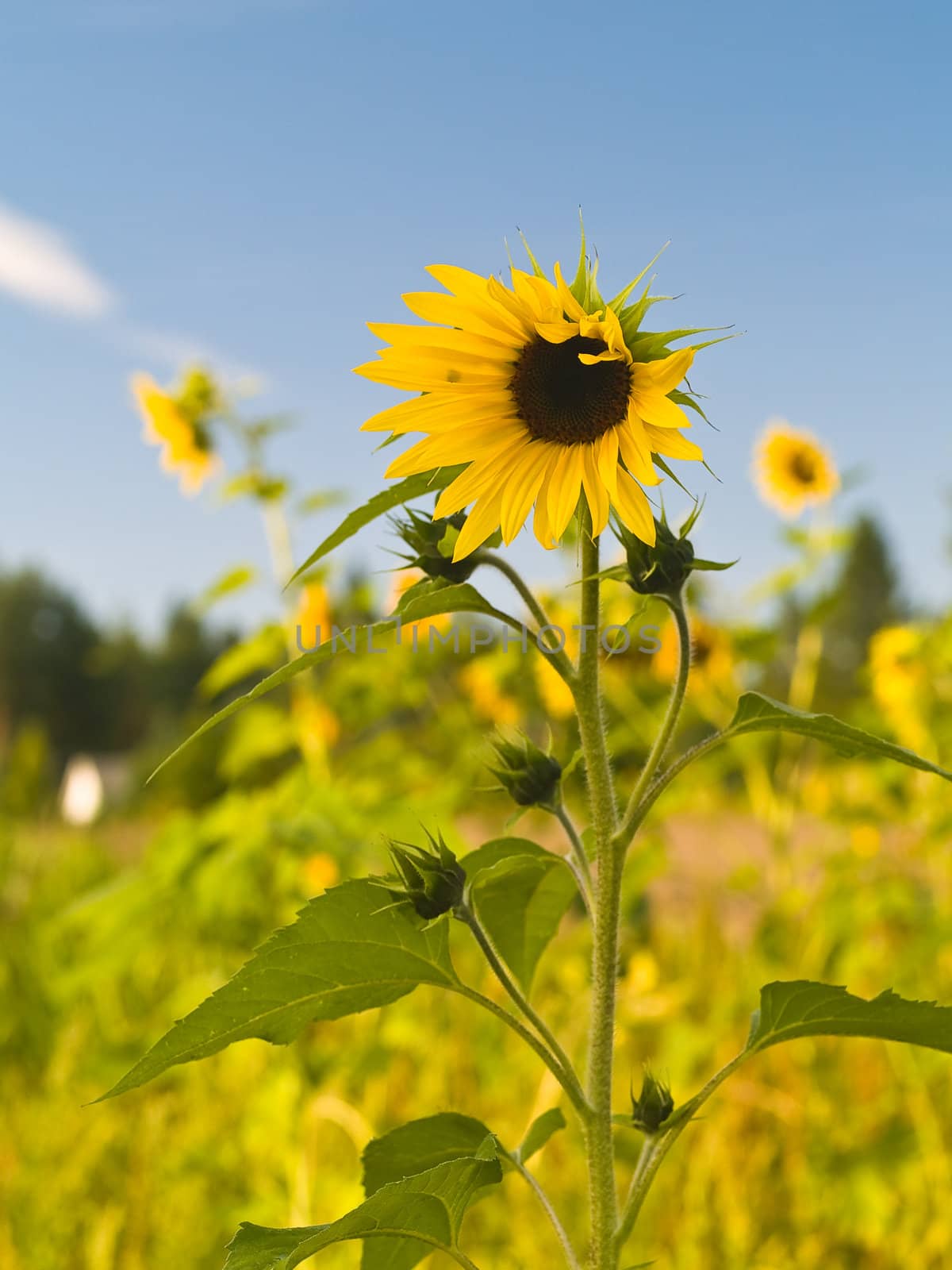 Yellow Sunflower closeup against a blue cloudless sky.