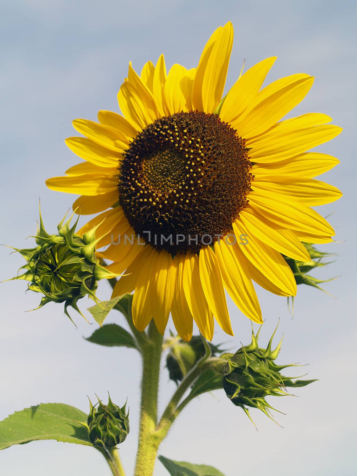 Yellow Sunflower closeup against a blue cloudless sky.