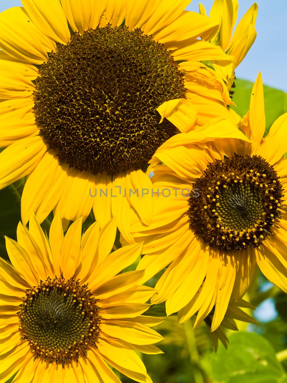 Yellow Sunflower closeup against a blue cloudless sky.