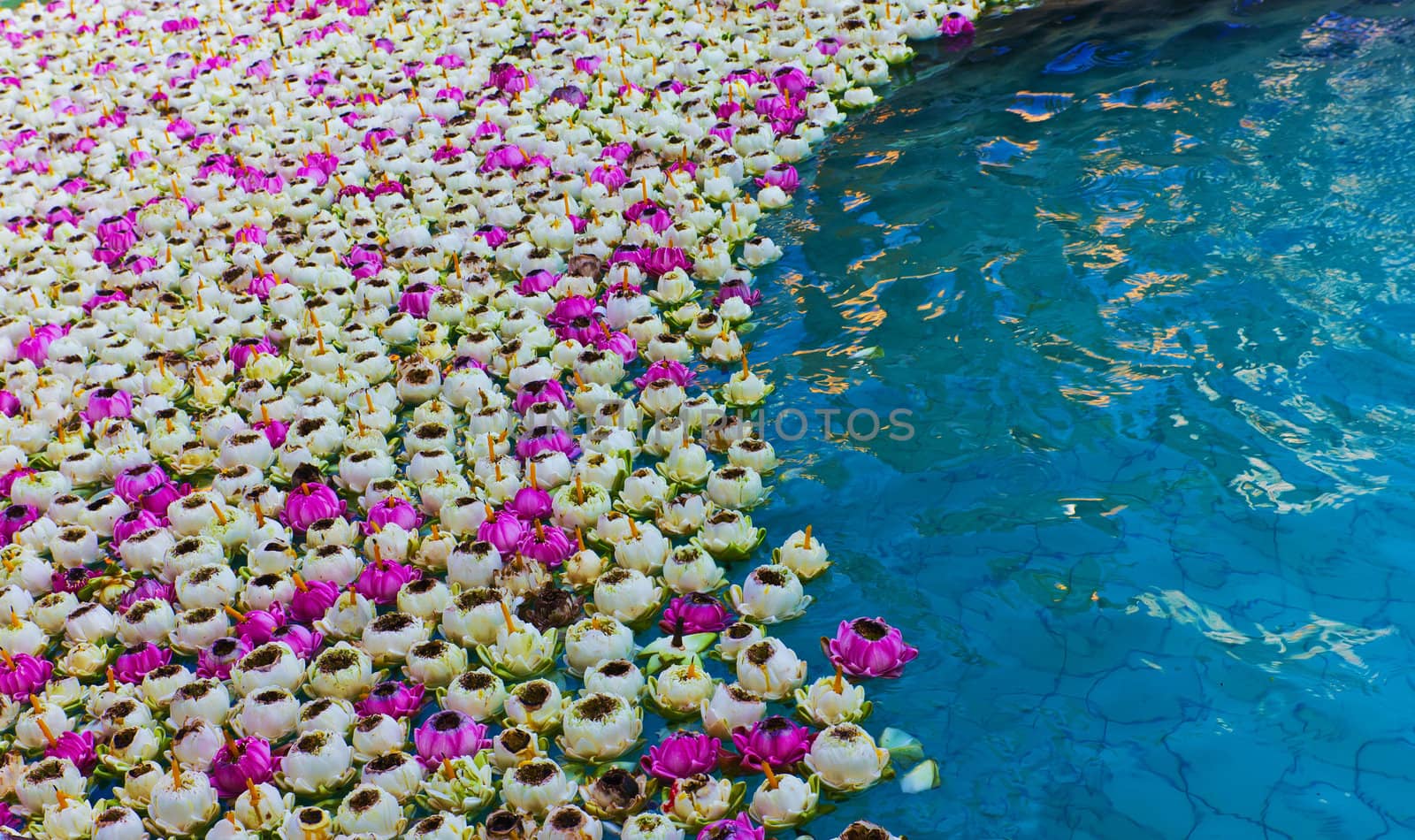 White lotus floating in the pool by sutipp11