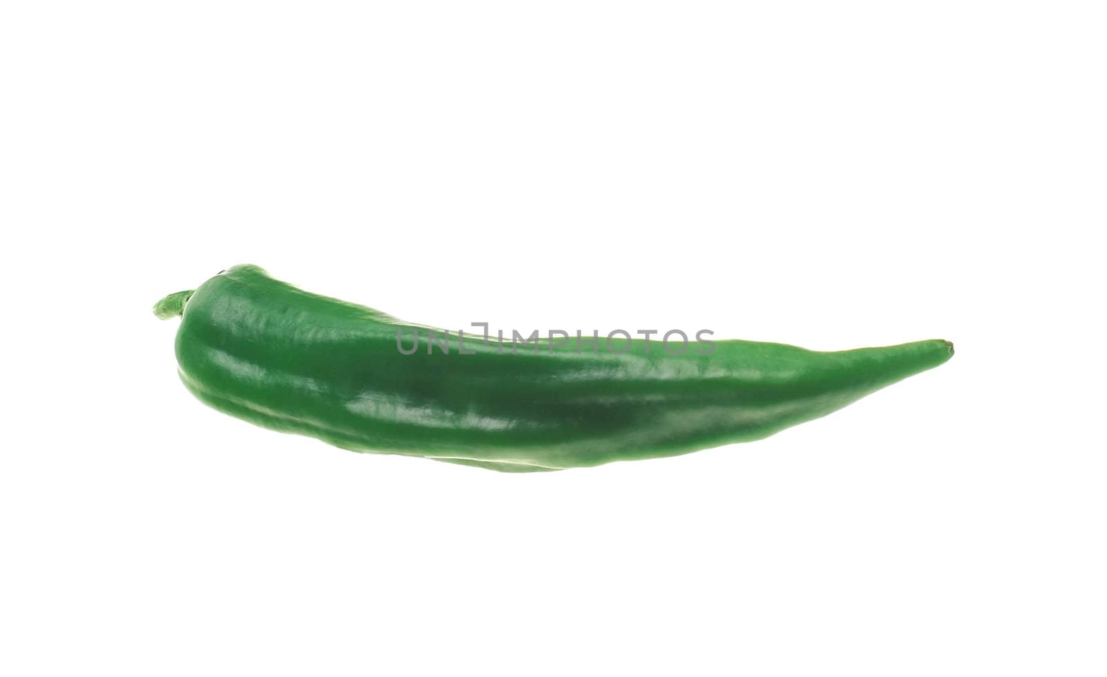 One chili pepper, green on white background
