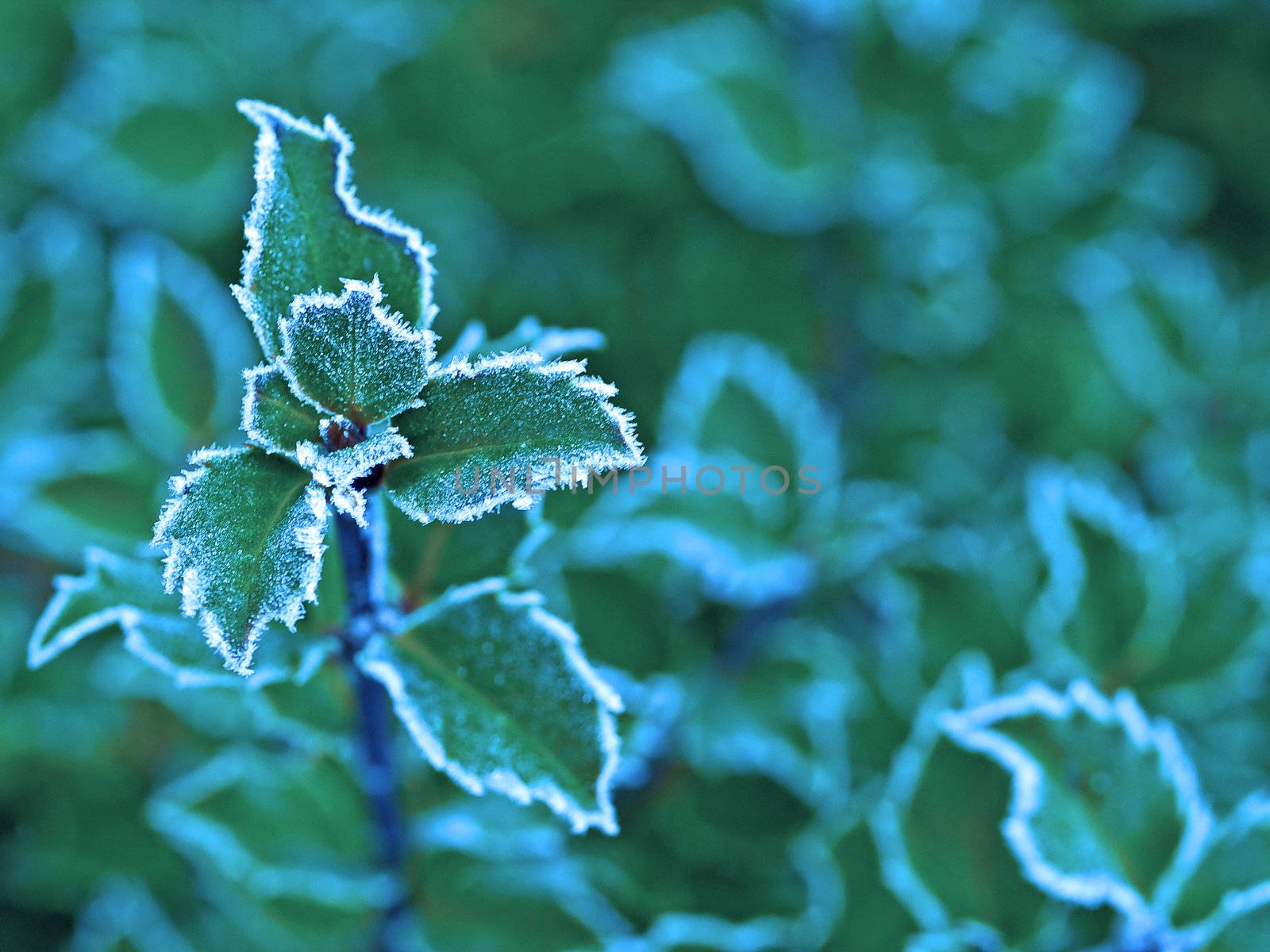 Frost covered holly leaves at the beginning of winter