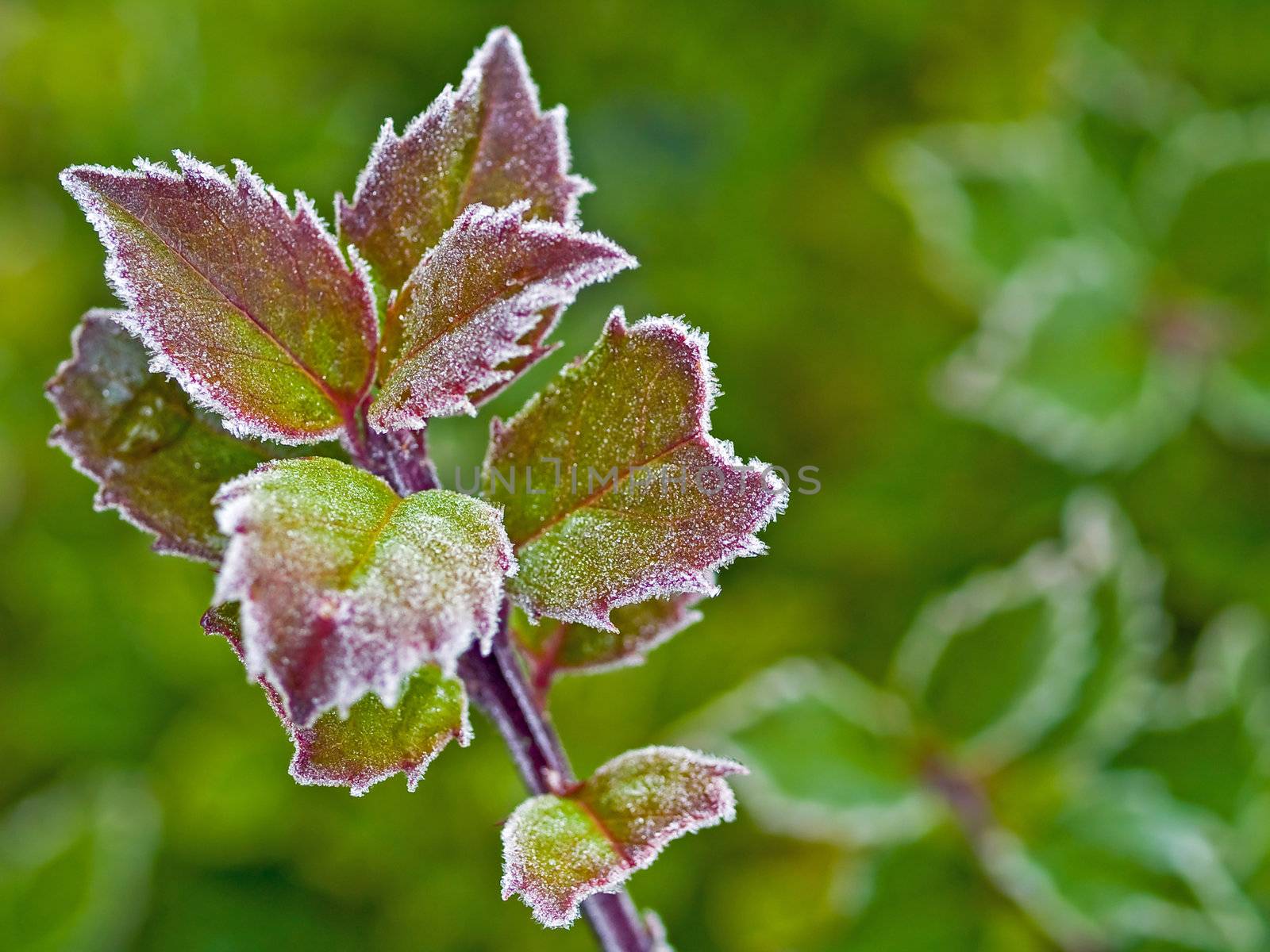 Frost covered holly leaves at the beginning of winter