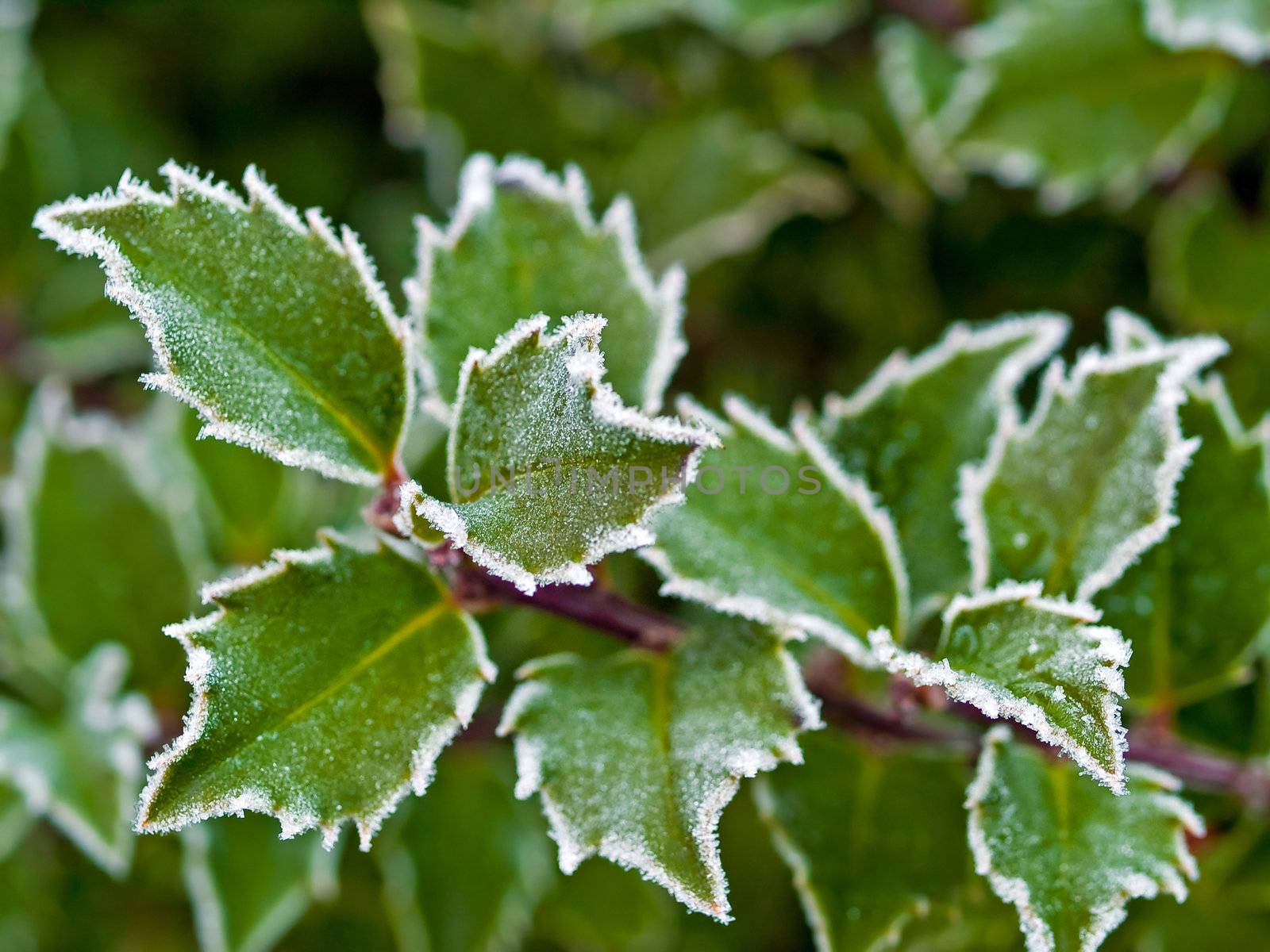 Frost covered holly leaves at the beginning of winter