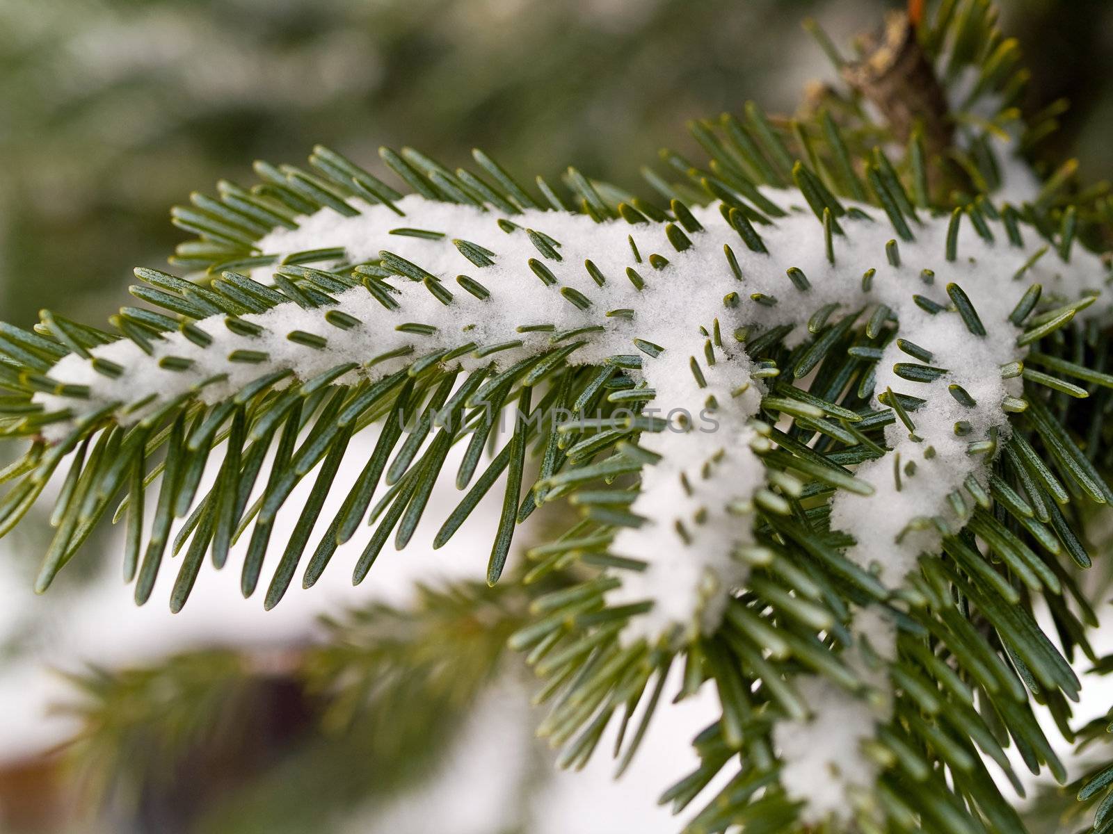 Snow Covered Pine Tree Branches Close Up