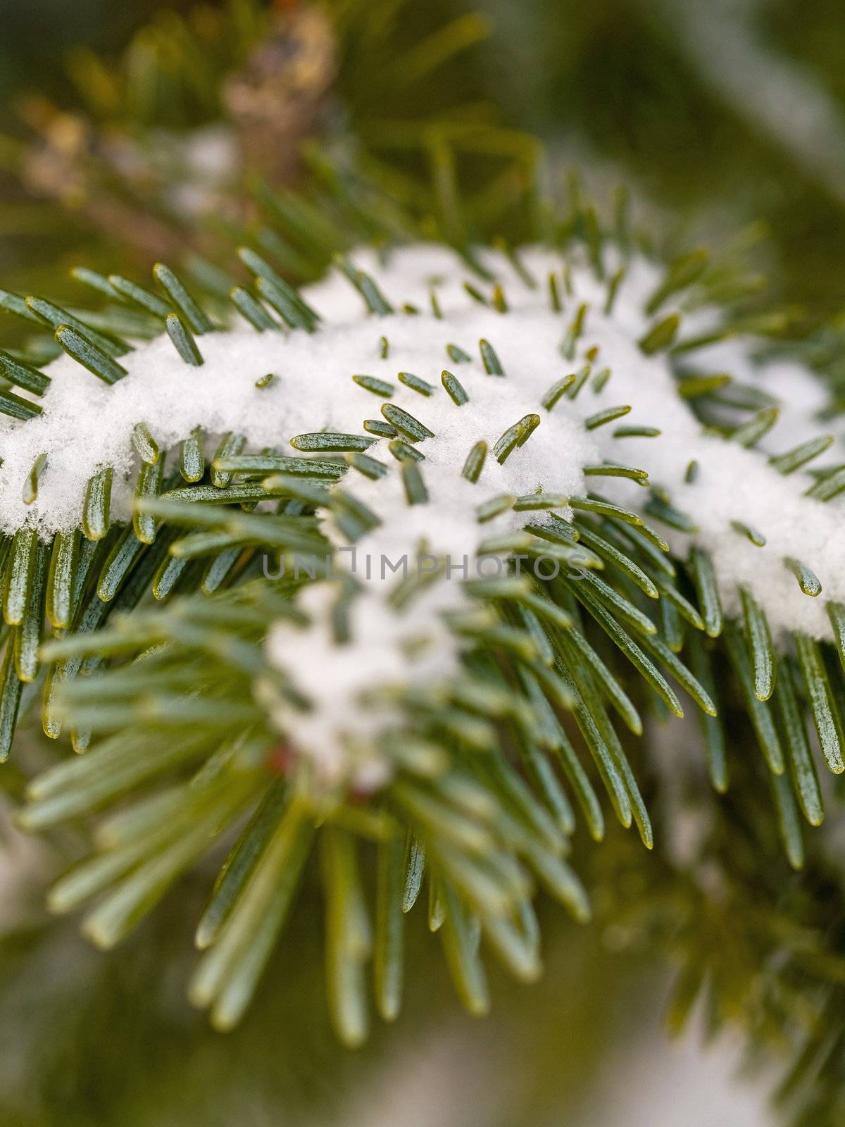 Snow Covered Pine Tree Branches Close Up