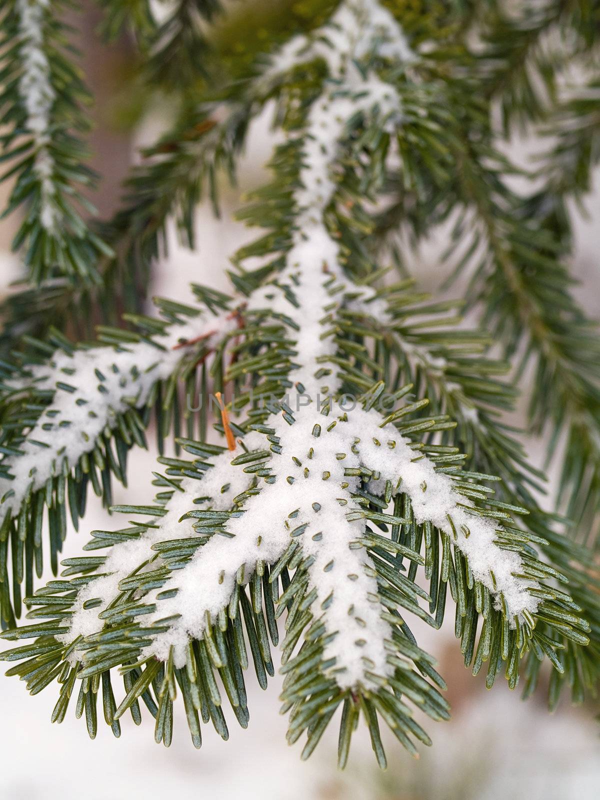 Snow Covered Pine Tree Branches Close Up