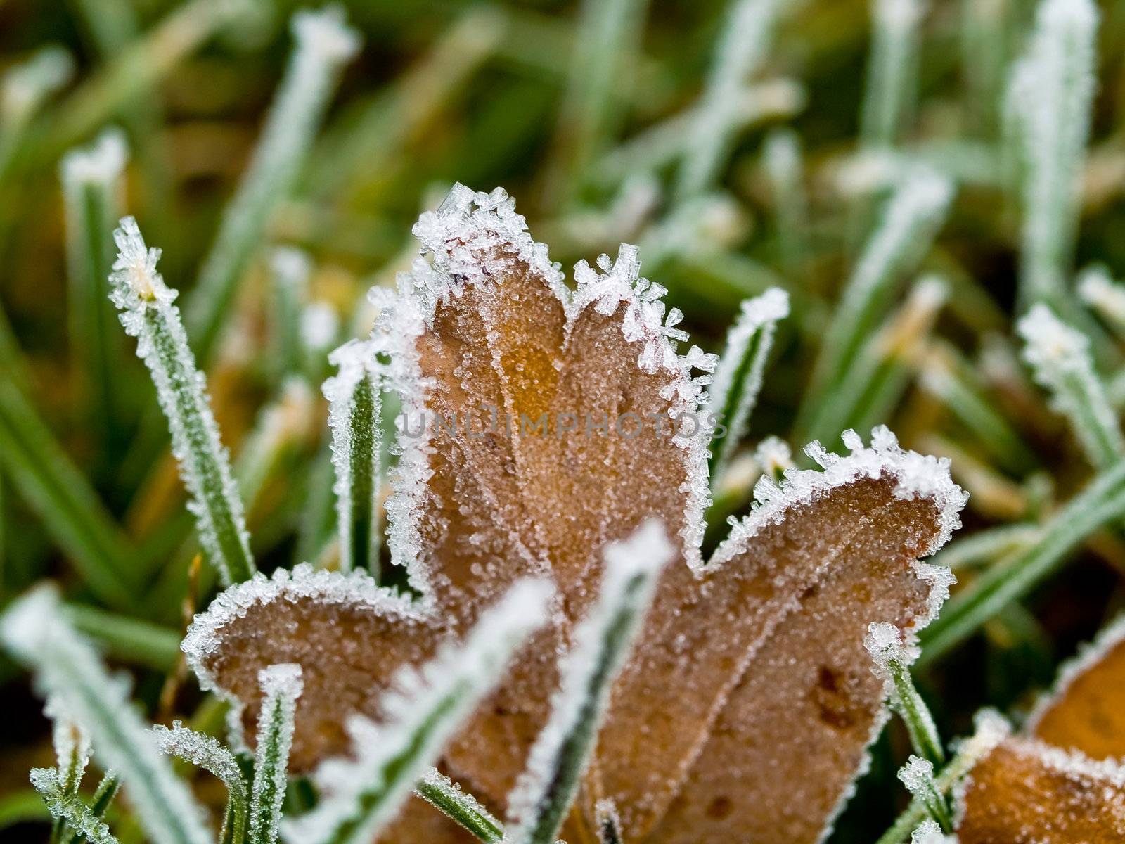 Frost Covered Leaves on a Grassy Background