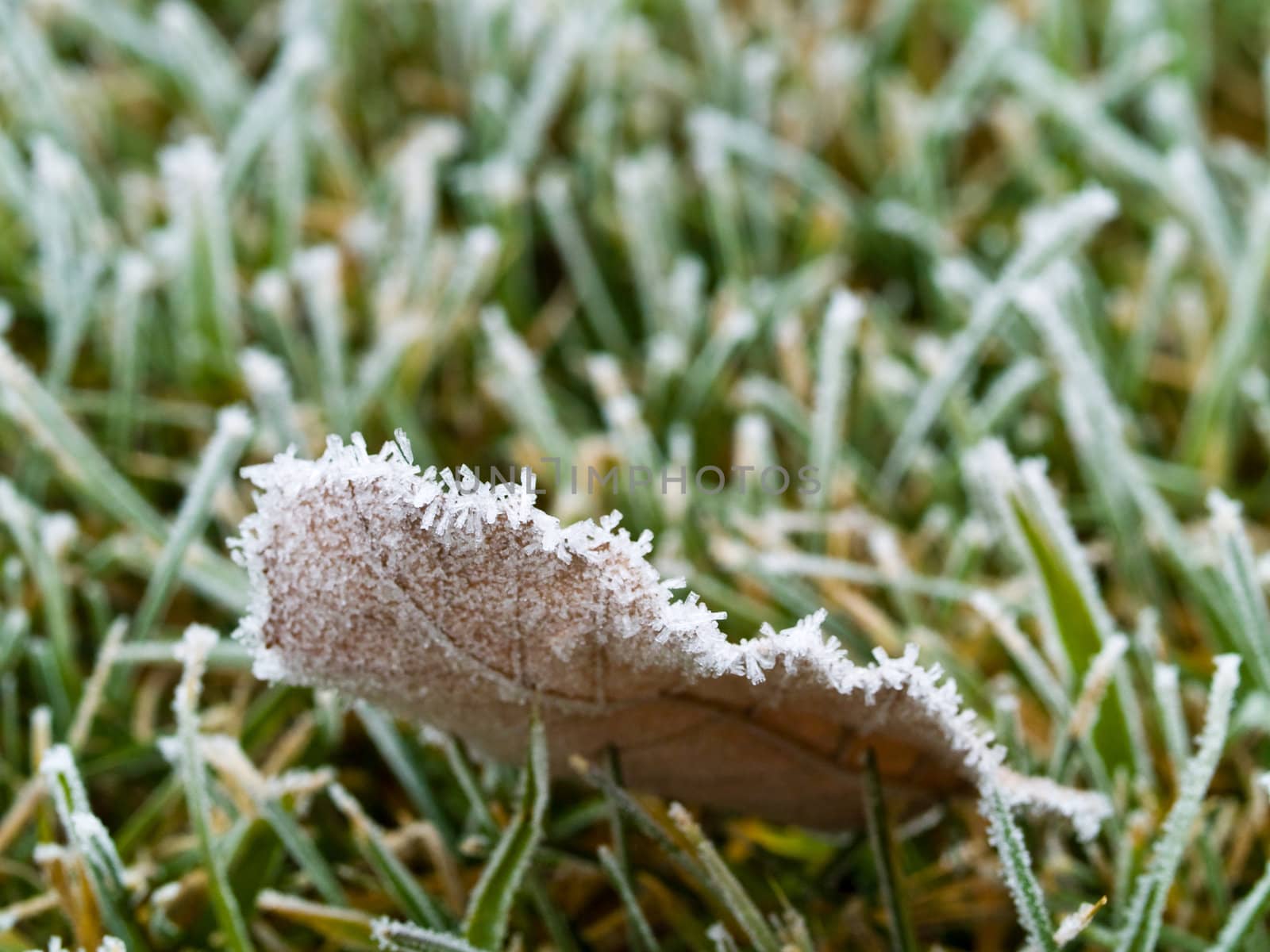 Frost Covered Leaf on Frozen Grass on an Autumn Morning