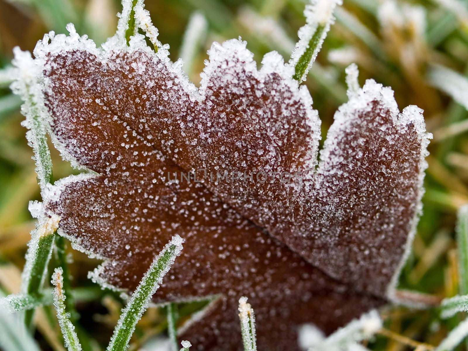 Frost Covered Leaf on Frozen Grass on an Autumn Morning