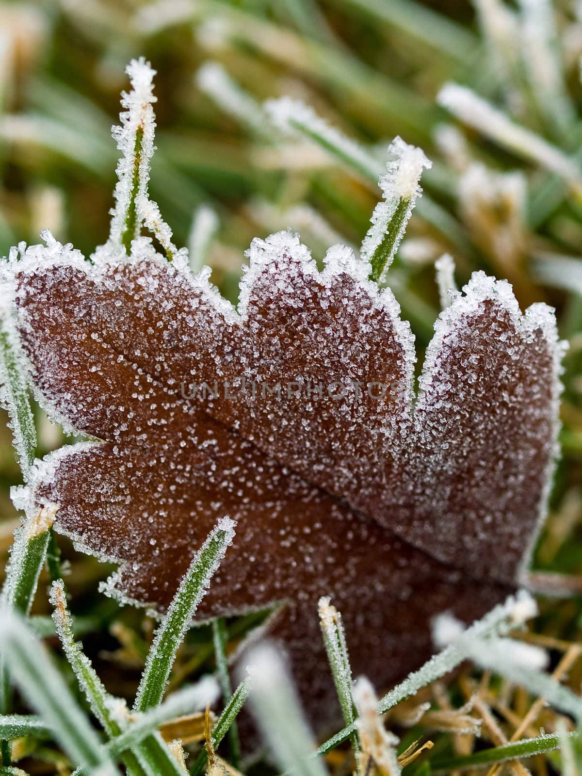 Frost Covered Leaf on Frozen Grass on an Autumn Morning