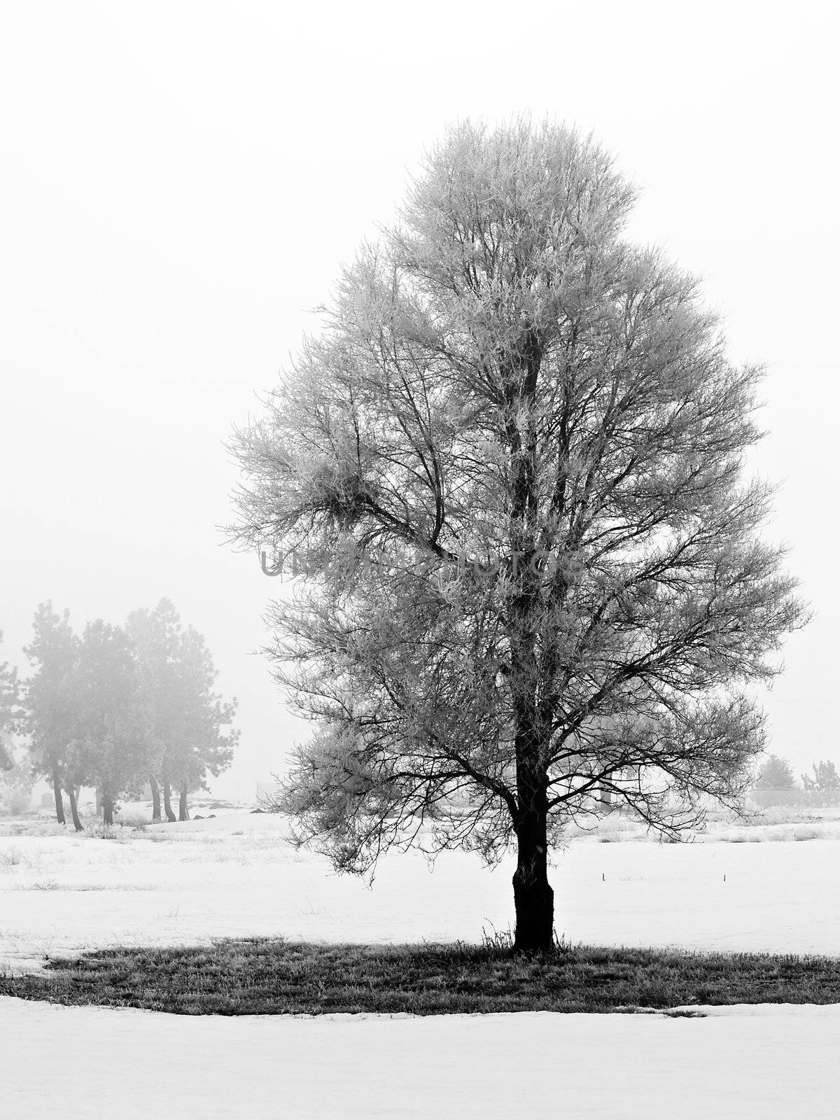 Winter Trees Covered in Frost on a Foggy Morning