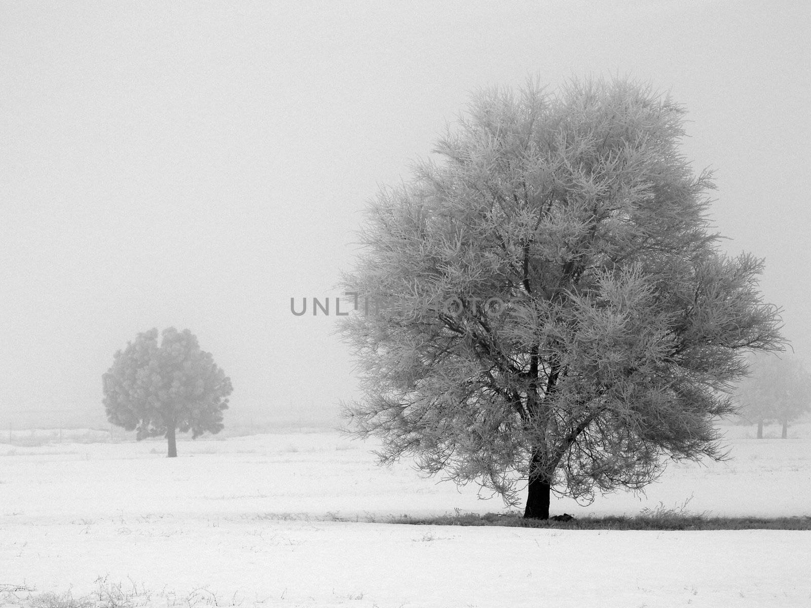 Winter Trees Covered in Frost on a Foggy Morning