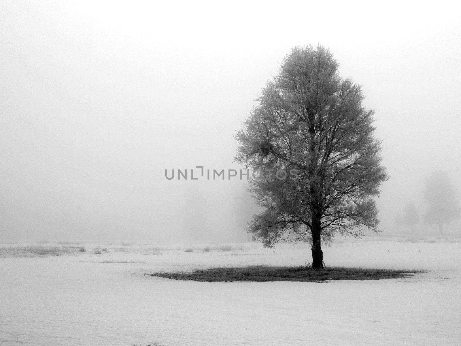 Winter Trees Covered in Frost on a Foggy Morning