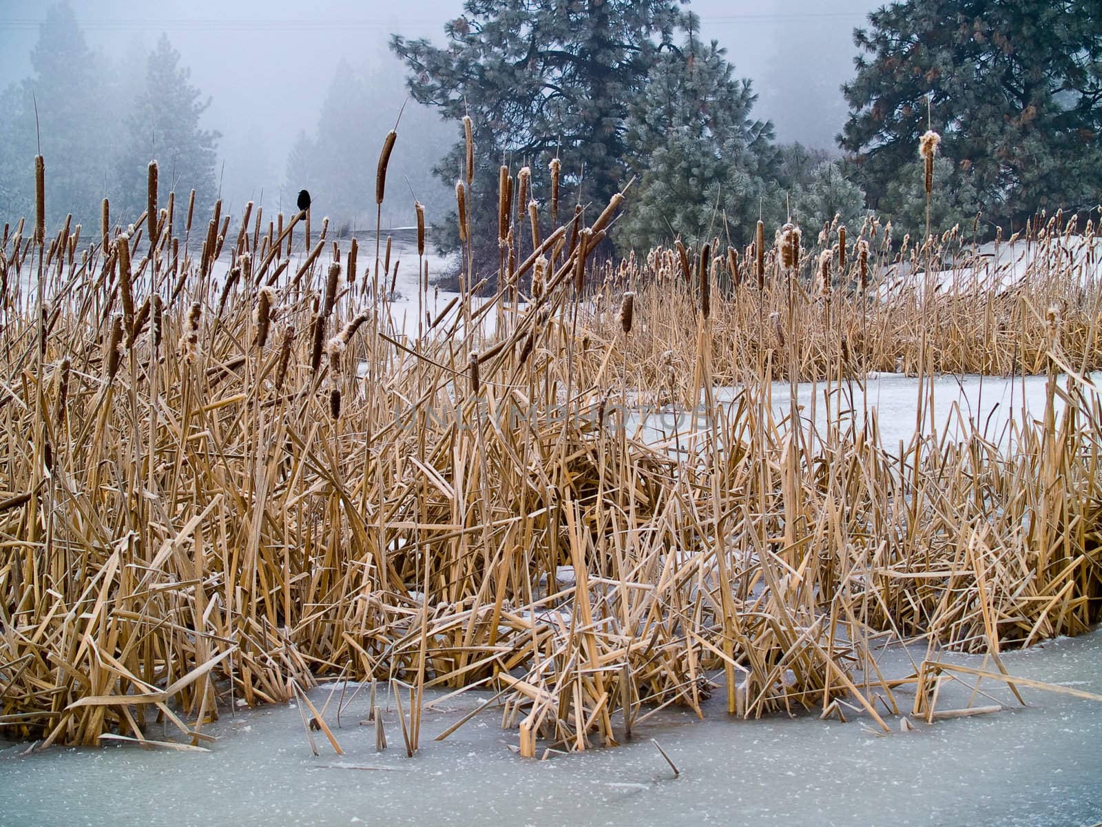 Frozen Marsh Area on an Overcast Day