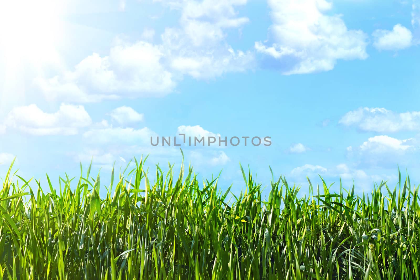 view of the cloudy sky through the green grass