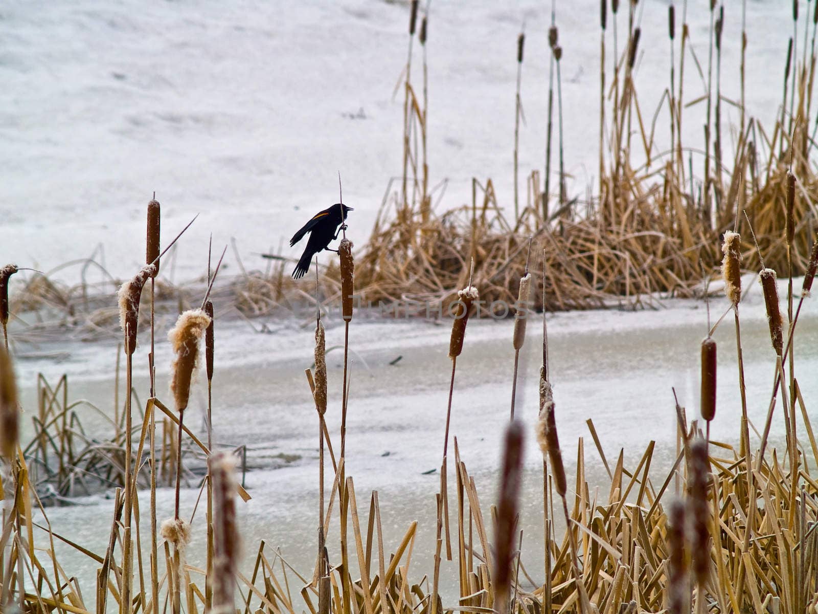 Red Winged Blackbird in a Frozen Marsh Area on an Overcast Day